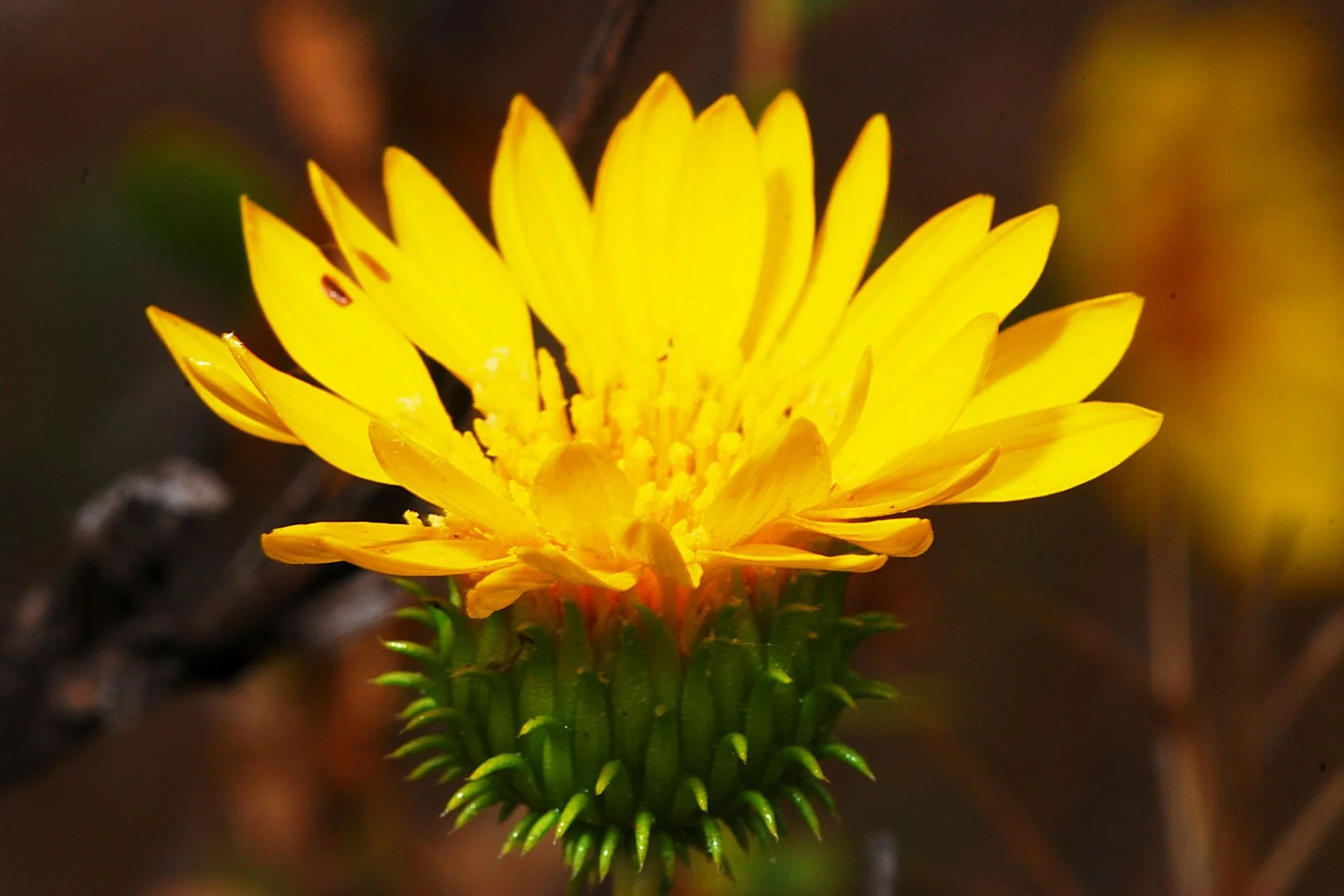 2007-09-12 EW IMG24889-CR4x6-LC-FR-SA+20-BC-USM4-4-100%.jpg