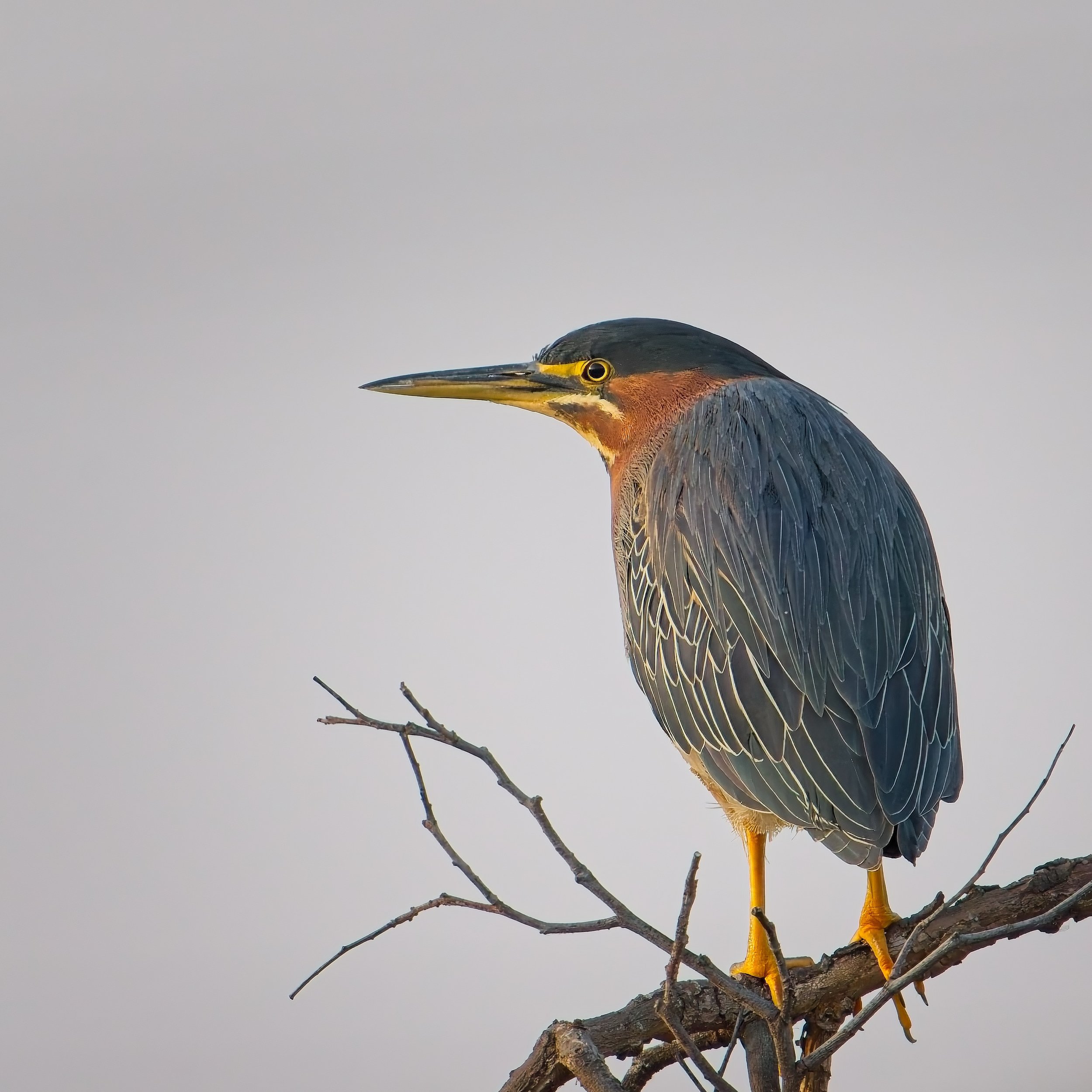 2026-01-31 CY IM149189-NN-ED.jpg