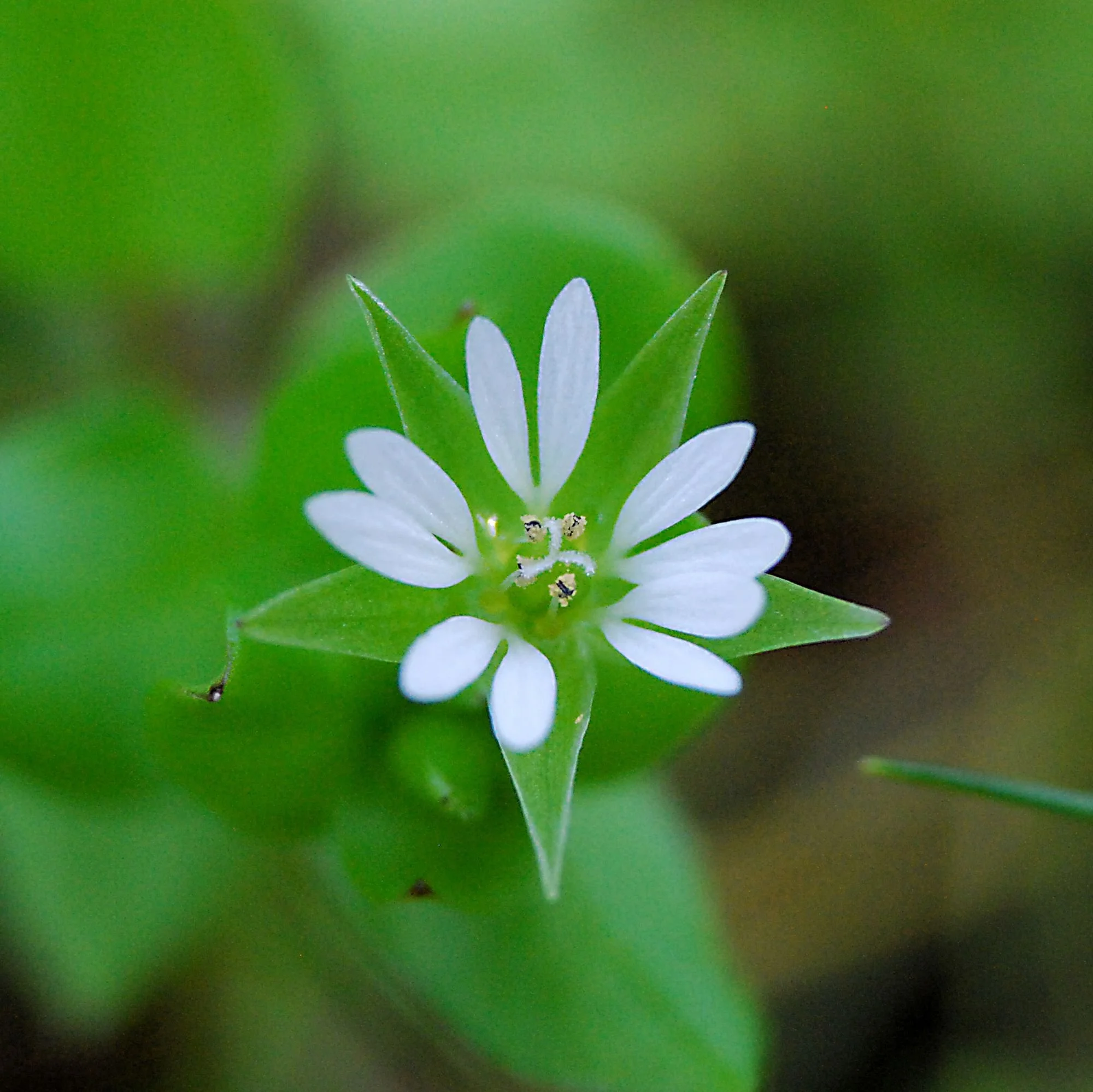 2007-02-03 EW IMG17198-CR4x4-LC-FR-SA+20-USM6-16.jpg