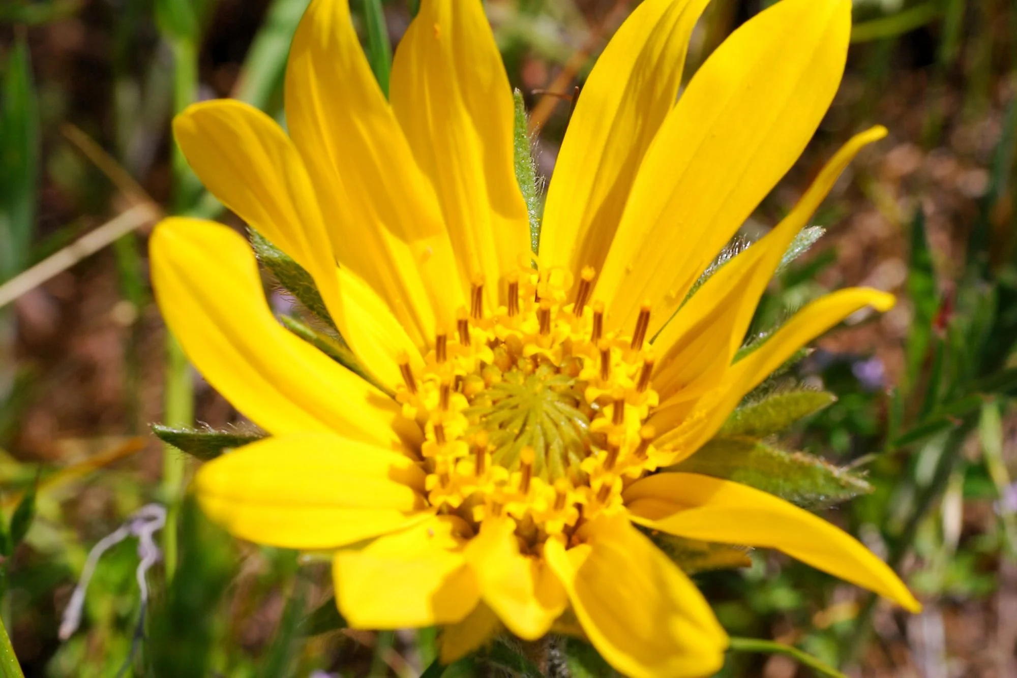 2007-04-06 EW IMG18753-CR4x6-LC-FR-SA+20-USM2-20.jpg