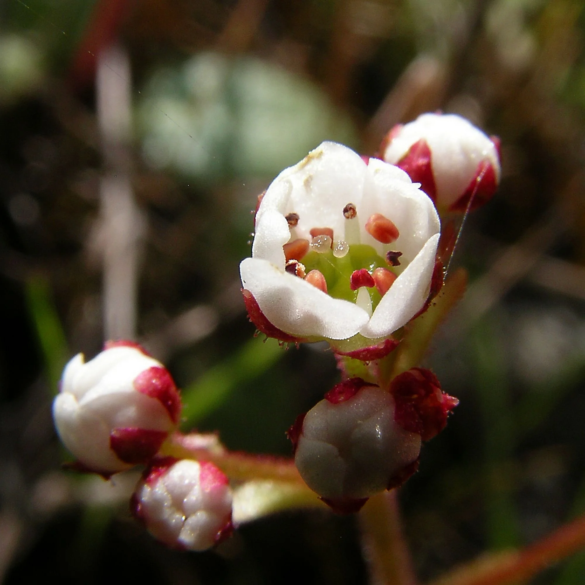 2007-03-09 EW IMG18216-CR4x4-LC-FR-SA+20-USM2-16.jpg