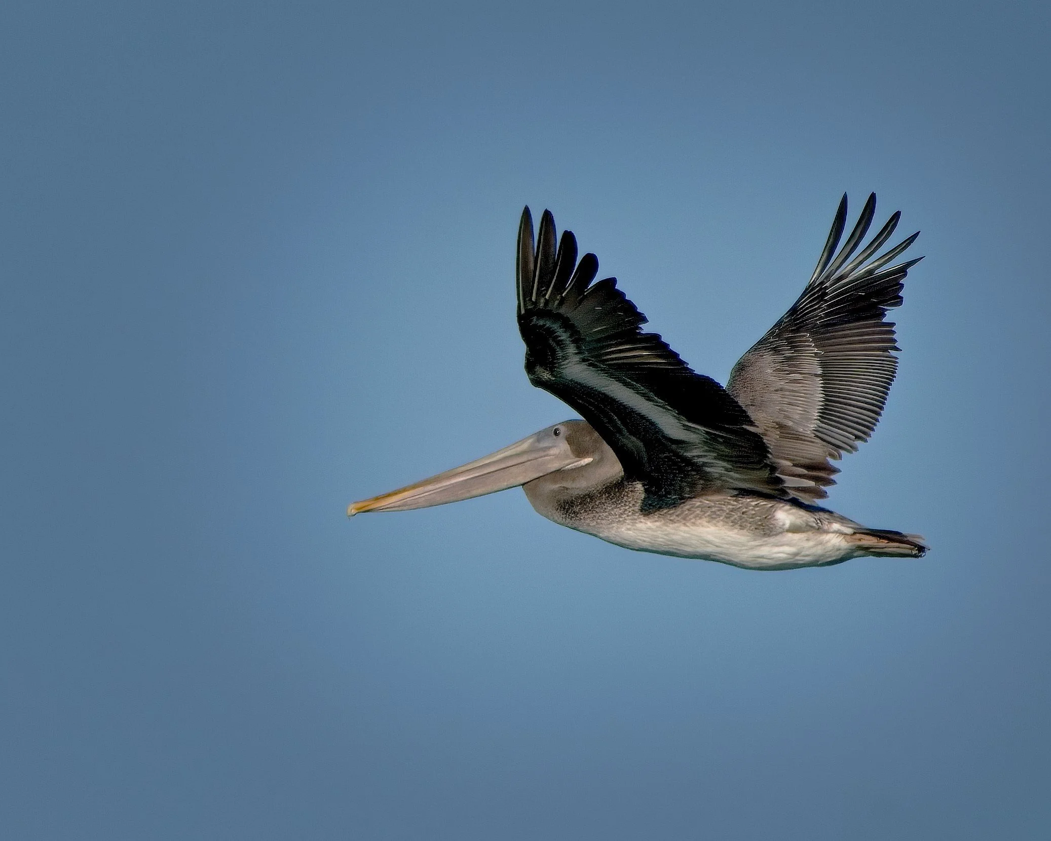 Brown Pelican