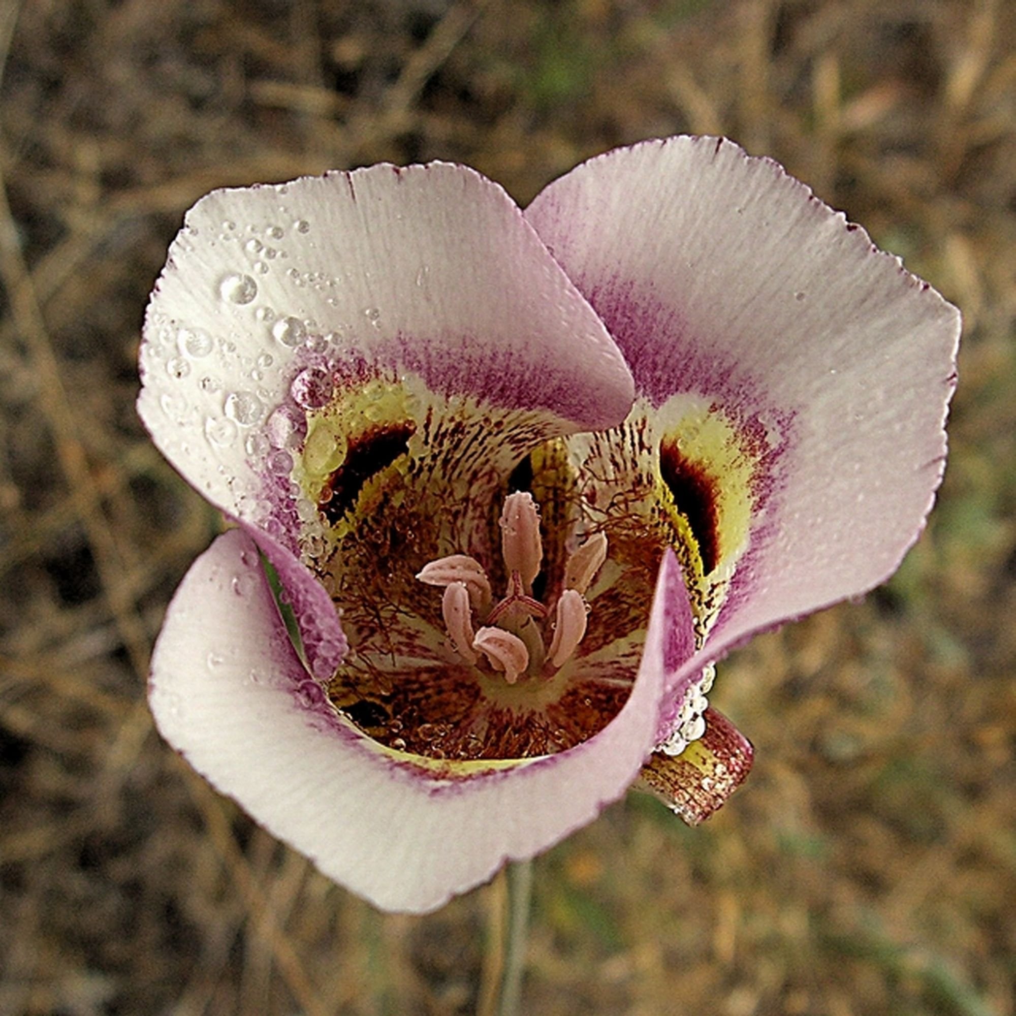 Mariposa Lily.jpg
