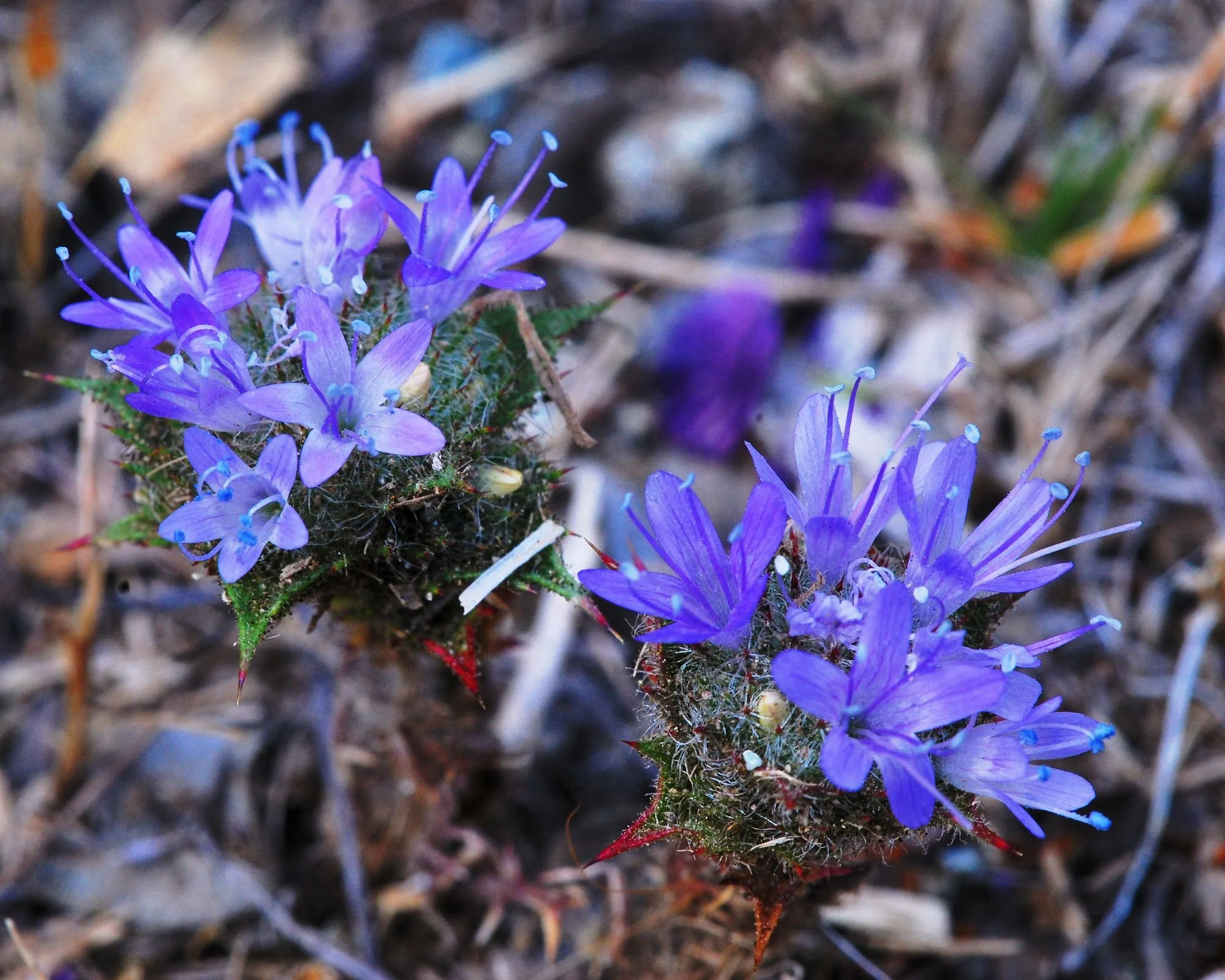 2007-05-30 EW IMG21178-CR4x6-LC-MT40-FR-SA+20-BC-USM1-4-100%.jpg