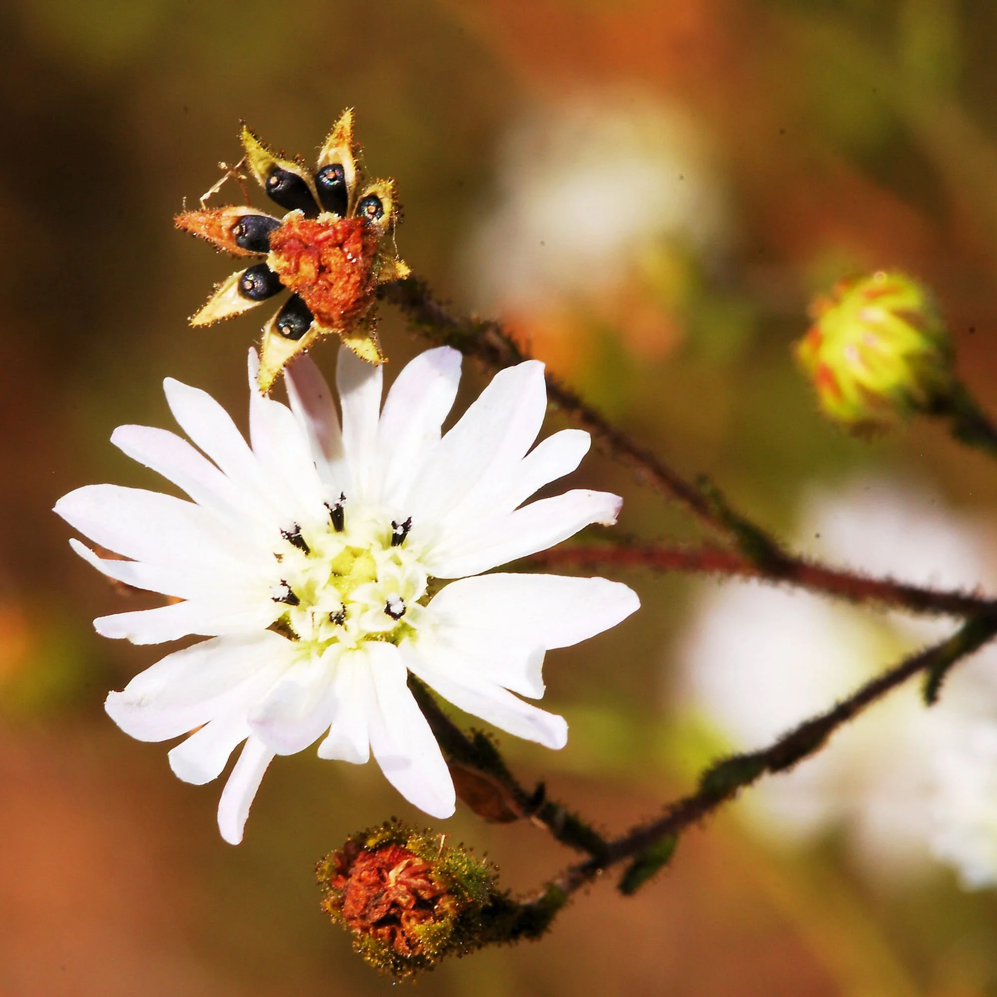 2007-09-25 EW IMG25339-CR4x4-LC-FR-SA+10-BC-USM2-16-100%.jpg