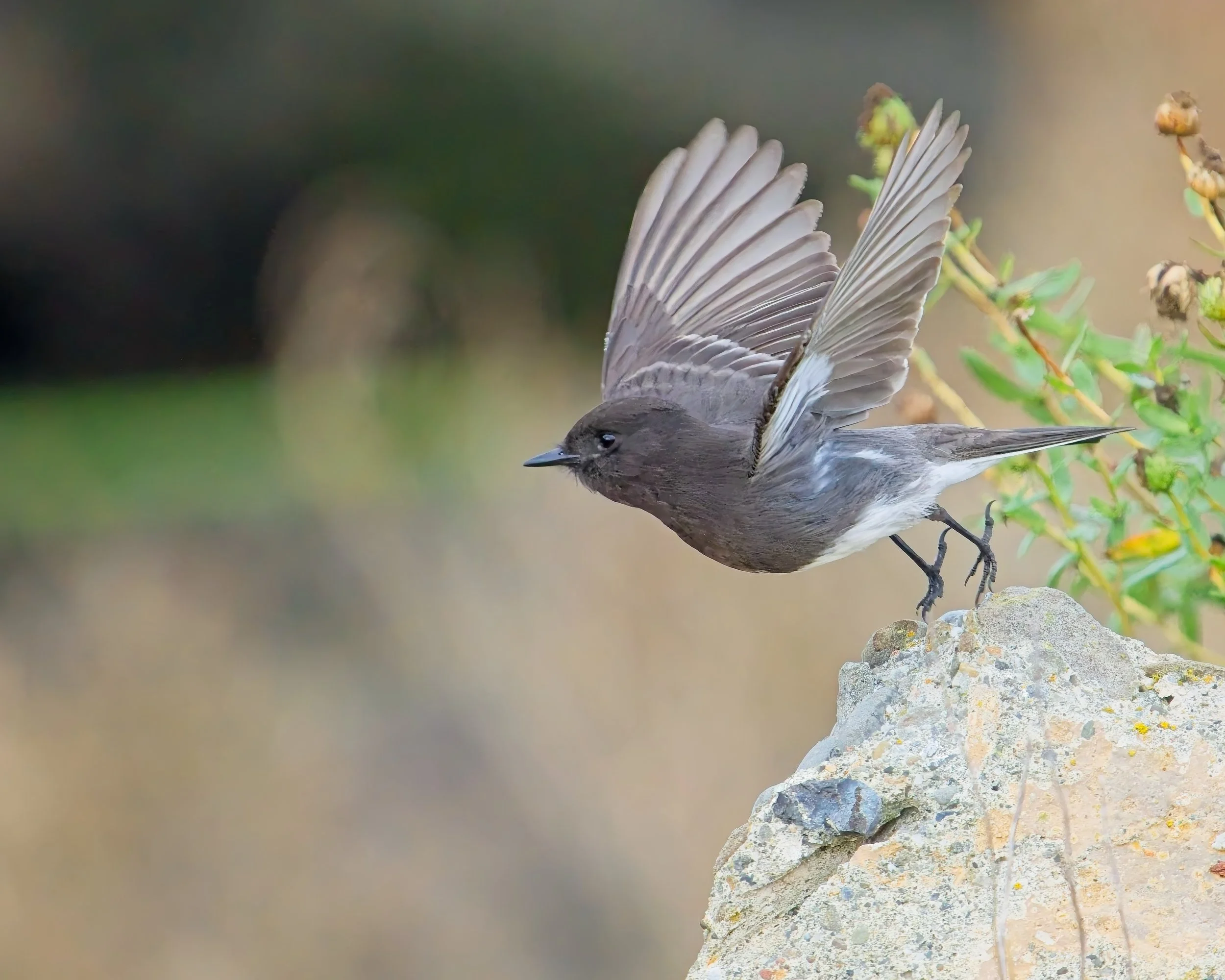 Black Phoebe