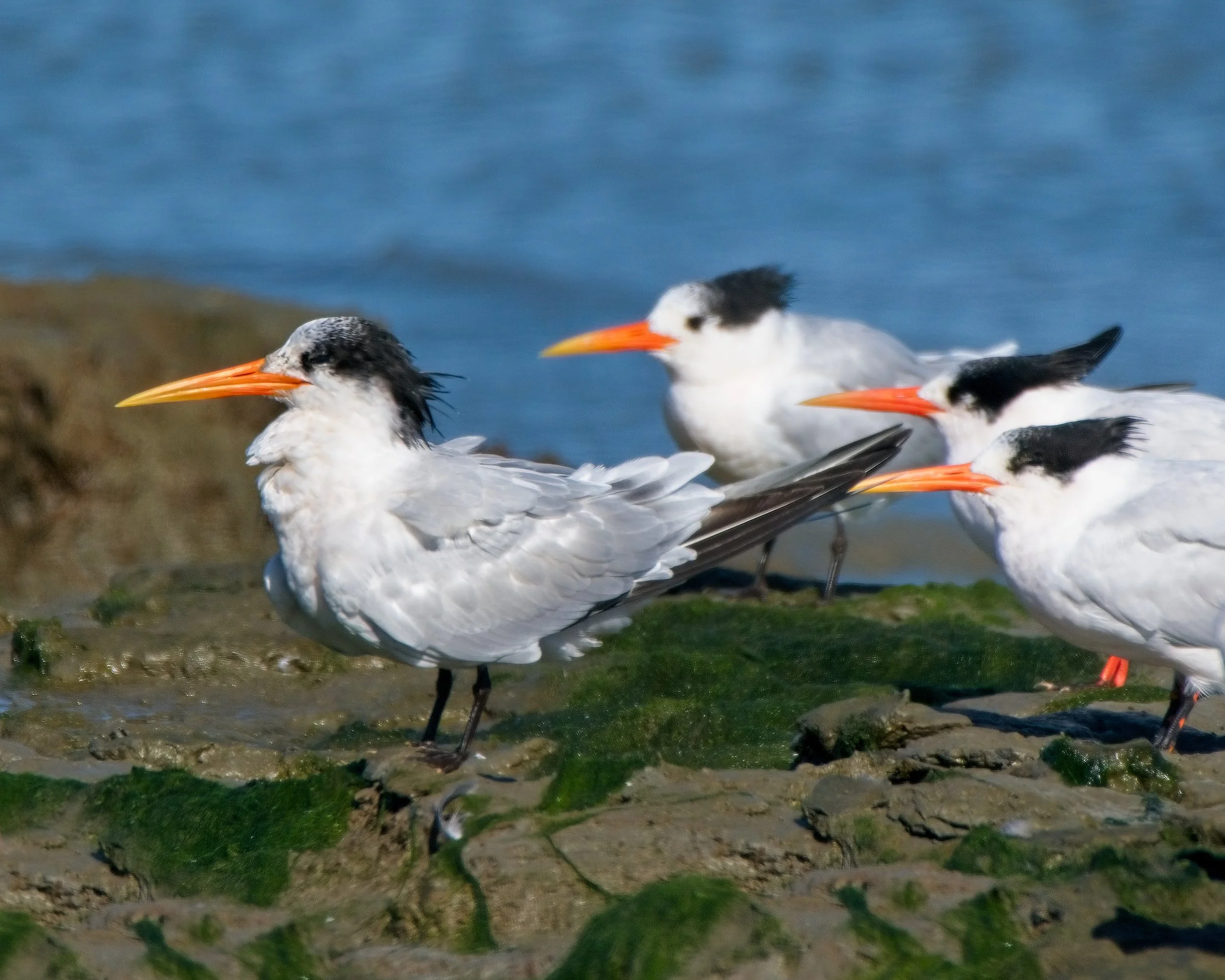Elegant Tern