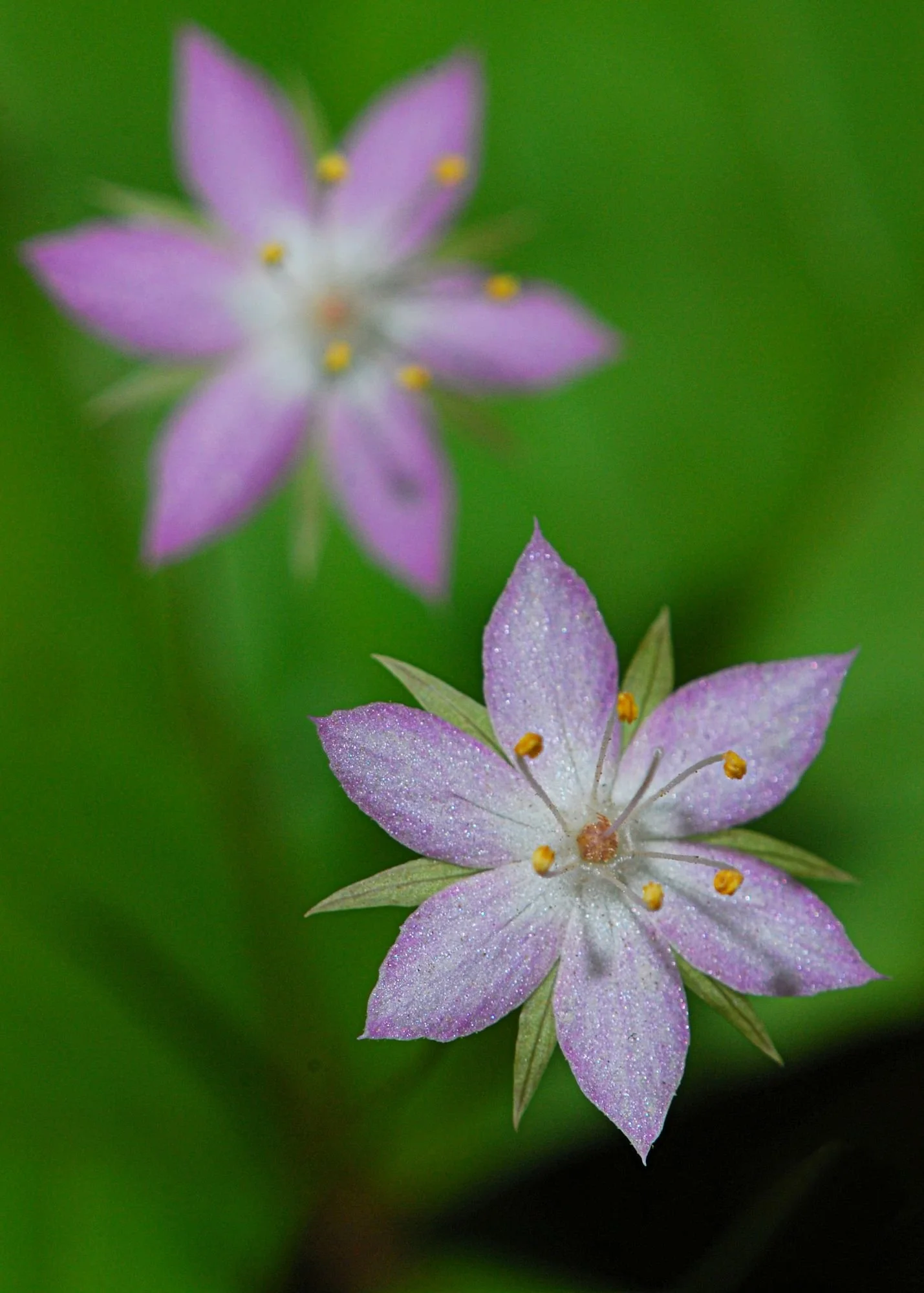 2008-04-02 EW IMG29667-CR5x7-LC-FR-SA+20-HPS70-RT.jpg