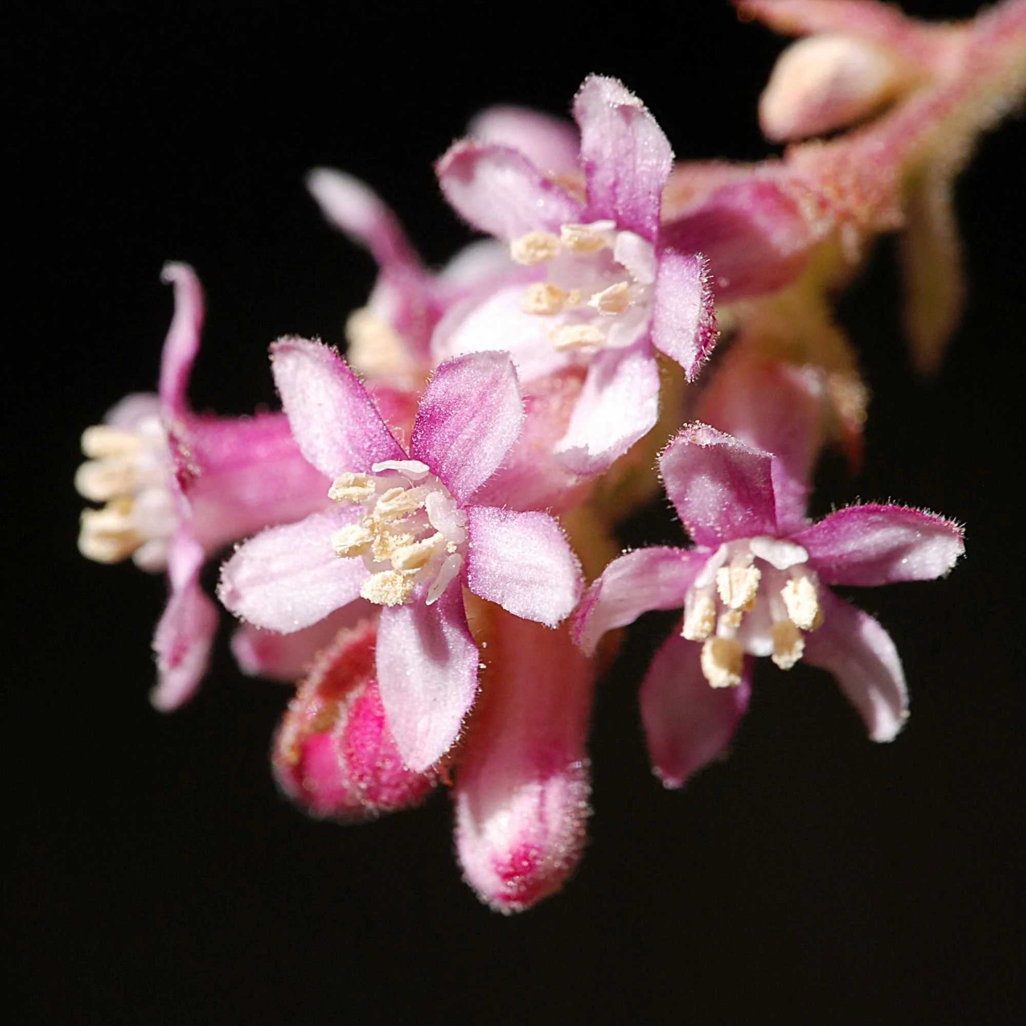 2007-01-18 EW IMG16780-CR4x4-LC-FR-SA+20-USM4-0.jpg