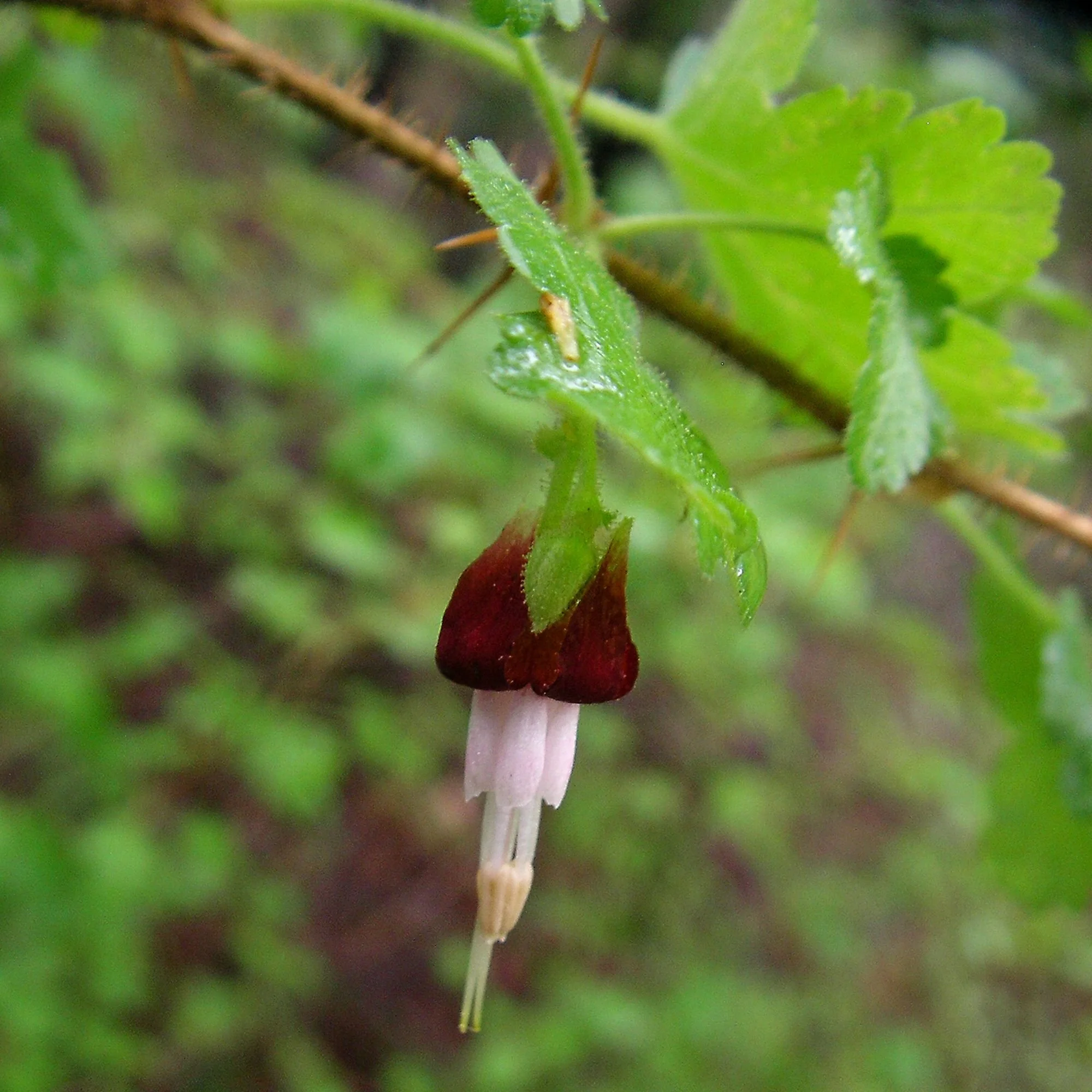 2007-02-27 EW IMG17746-CR4x4-LC-FR-SA+20-USM2-20.jpg