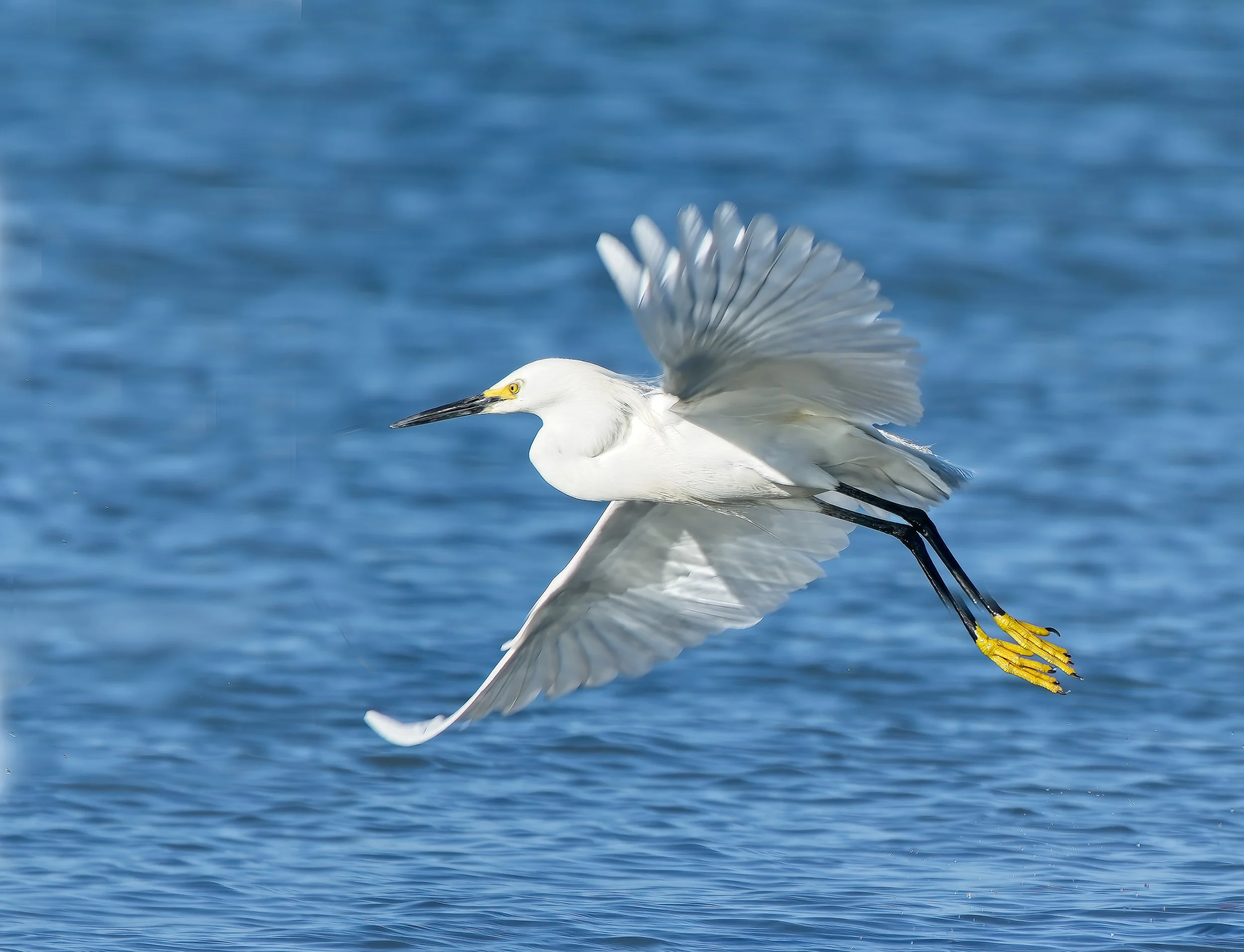 Snowy Egret