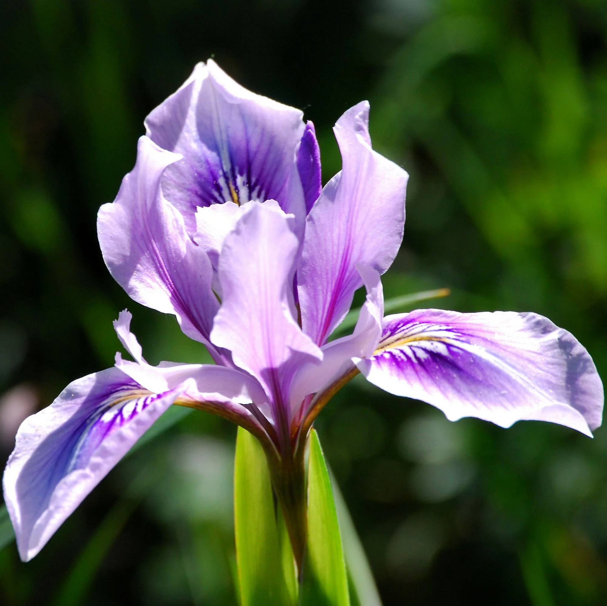 2007-04-06 EW IMG18827-CR4x4-LC-FR-SA+20-USM2-20.jpg