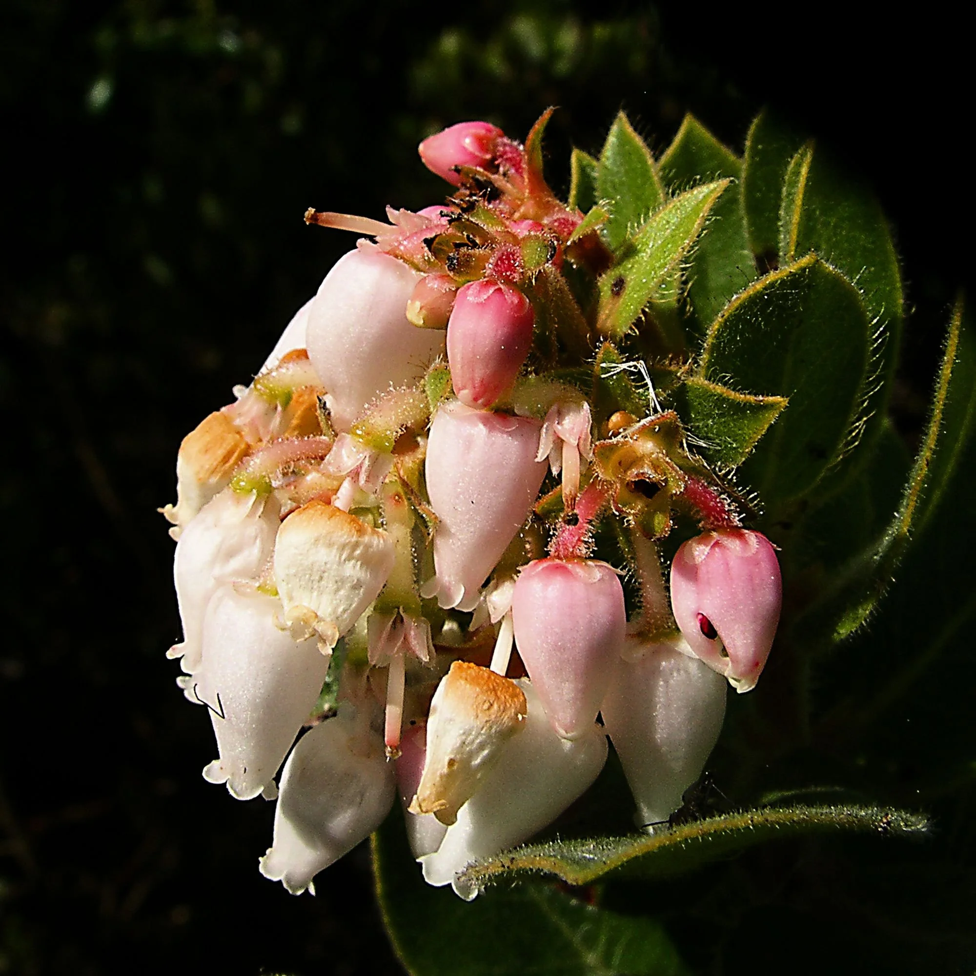 2007-02-20 EW IMG17621-CR4x4-BC-SA+10-USM4-12.jpg