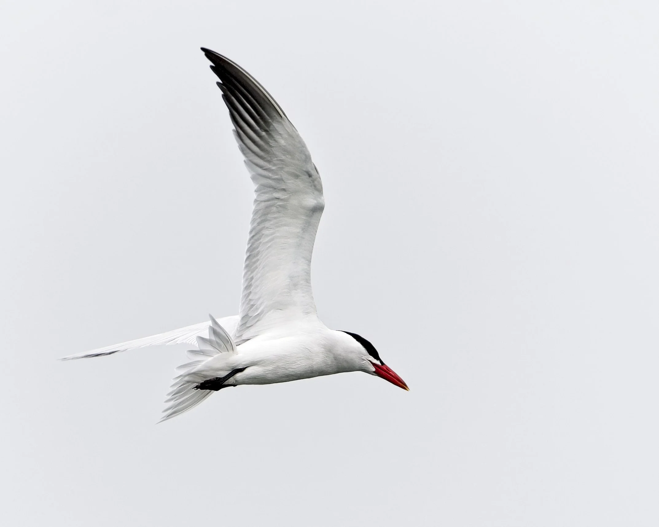 2023-05-22 PP IM132461-NN-ED.jpg