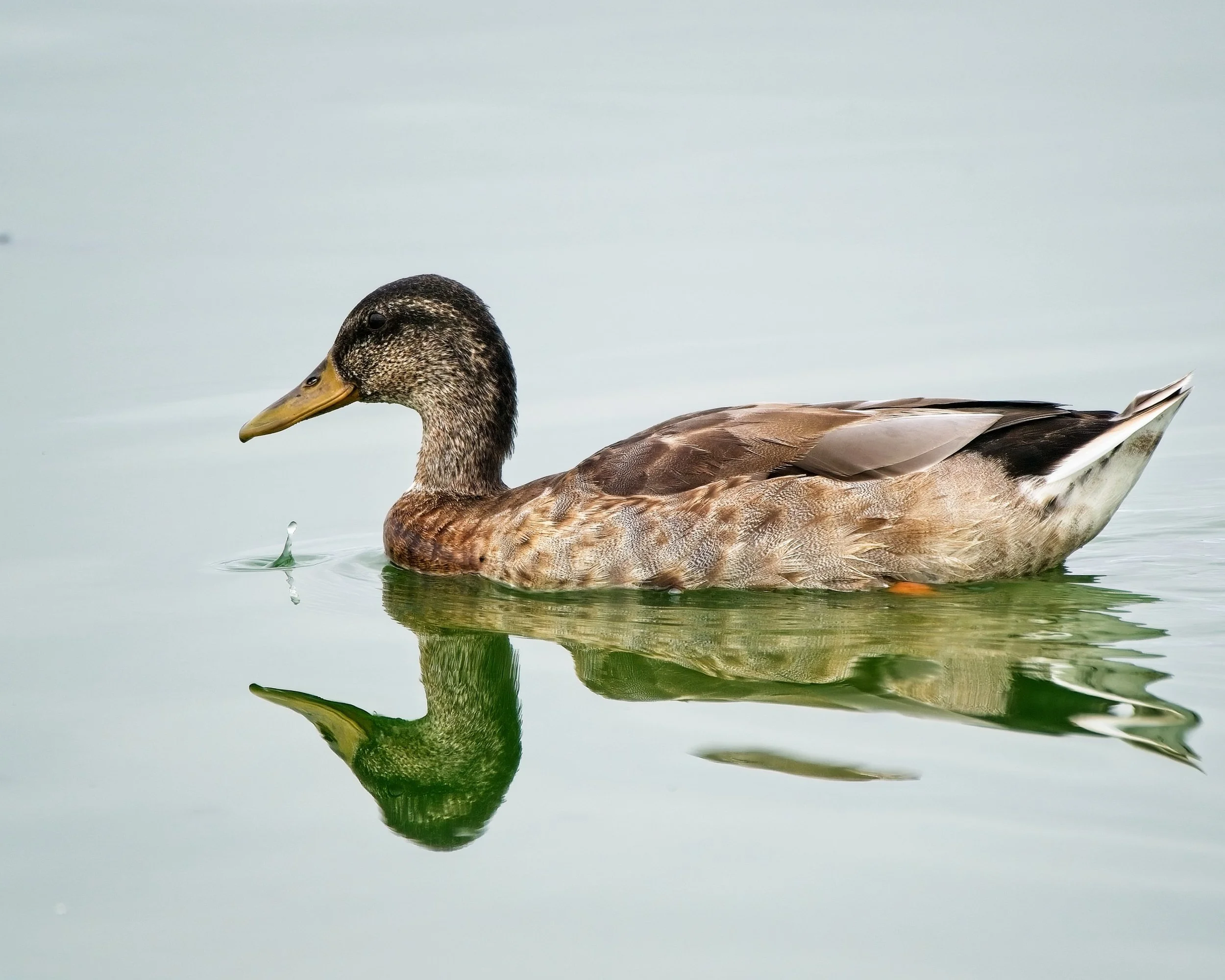 2022-08-07 SV IM130011-NN-ED.jpg