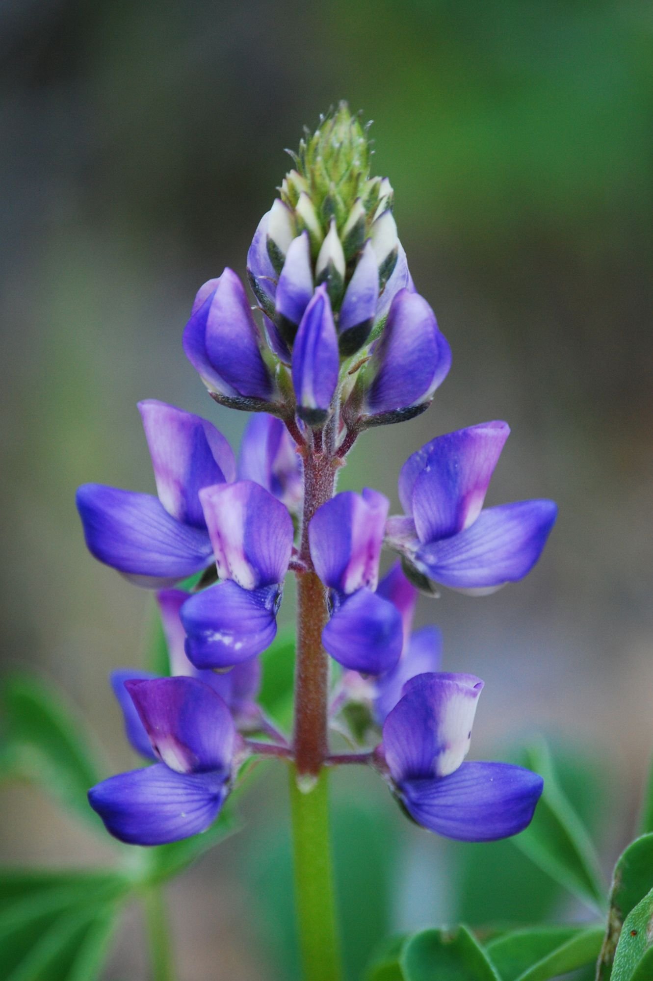 2007-03-18 EW IMG18285-CR4x6-USM4-16.jpg