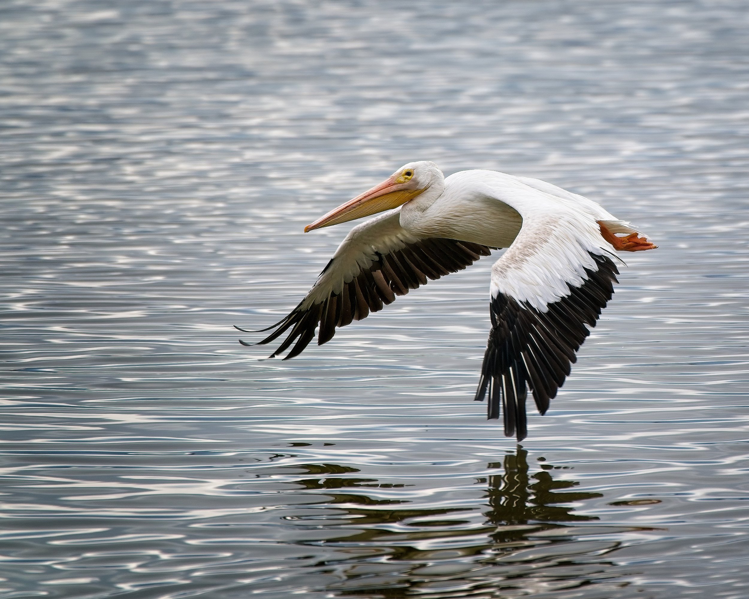 American White Pelican