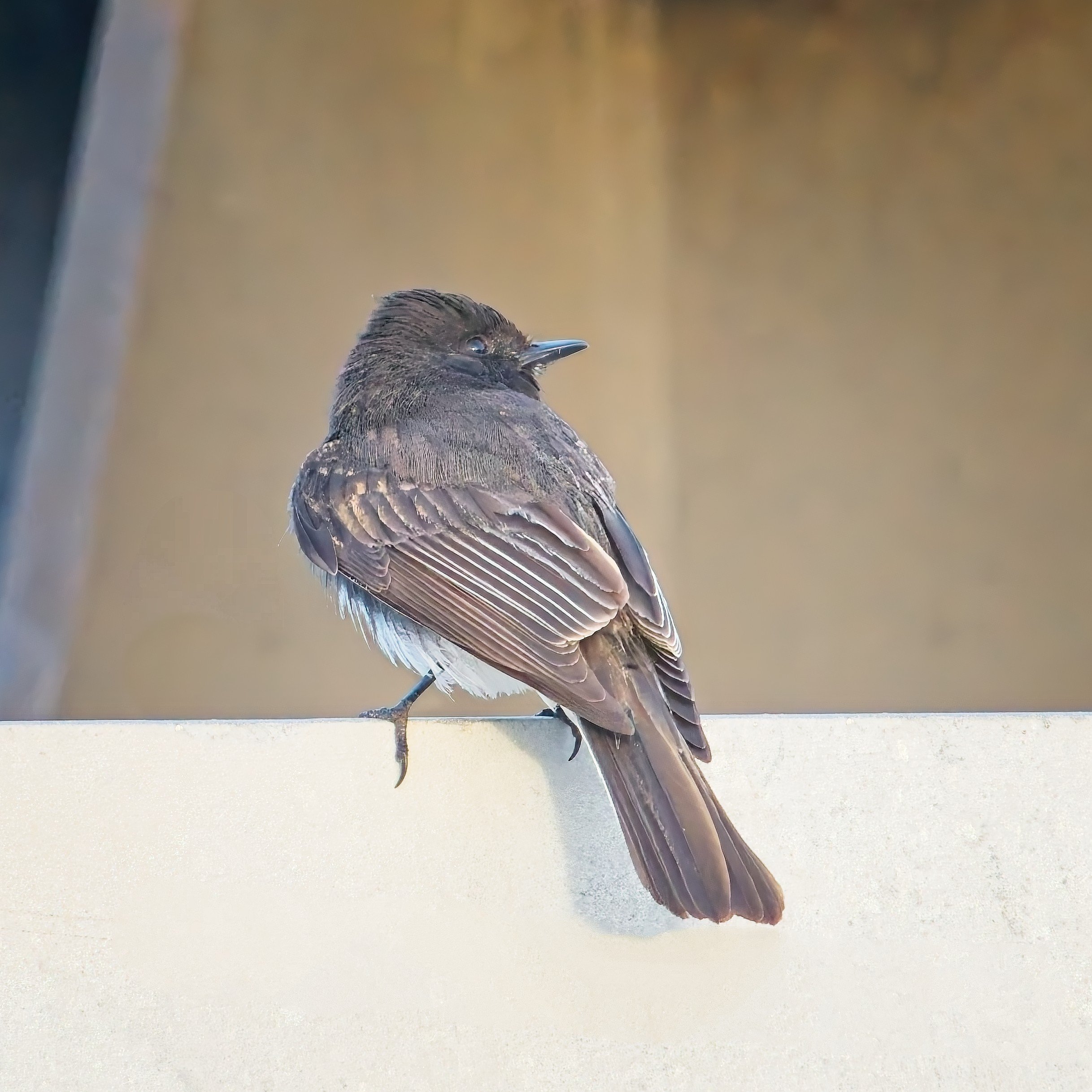 2026-01-31 CY IM149190-NN-ED.jpg