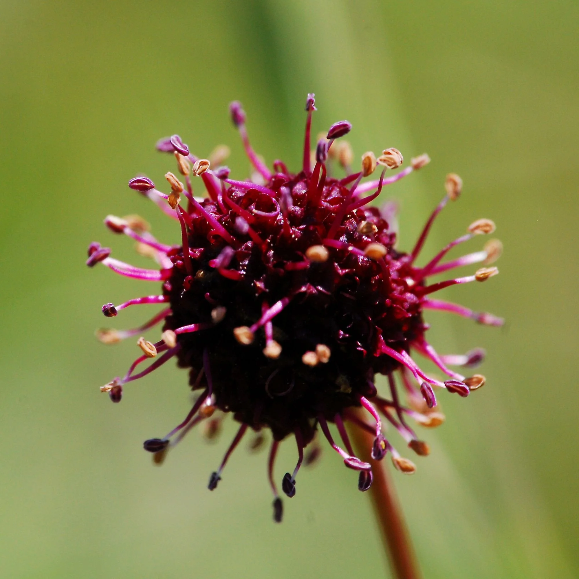 2007-04-06 EW IMG18757-CR4x4-LC-FR-SA+20-USM2-20.jpg