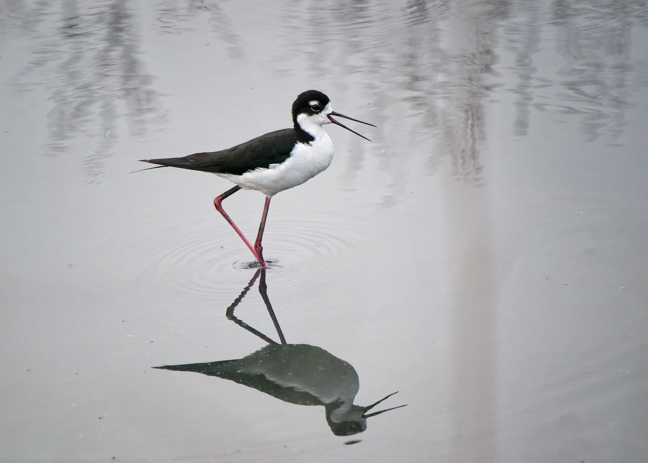 Black-necked Stilt