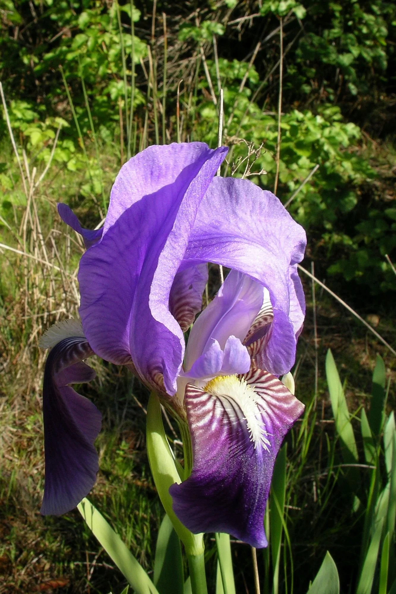 2007-04-12 EW IMG19024-CR4x6-LC-FR-SA+20.jpg