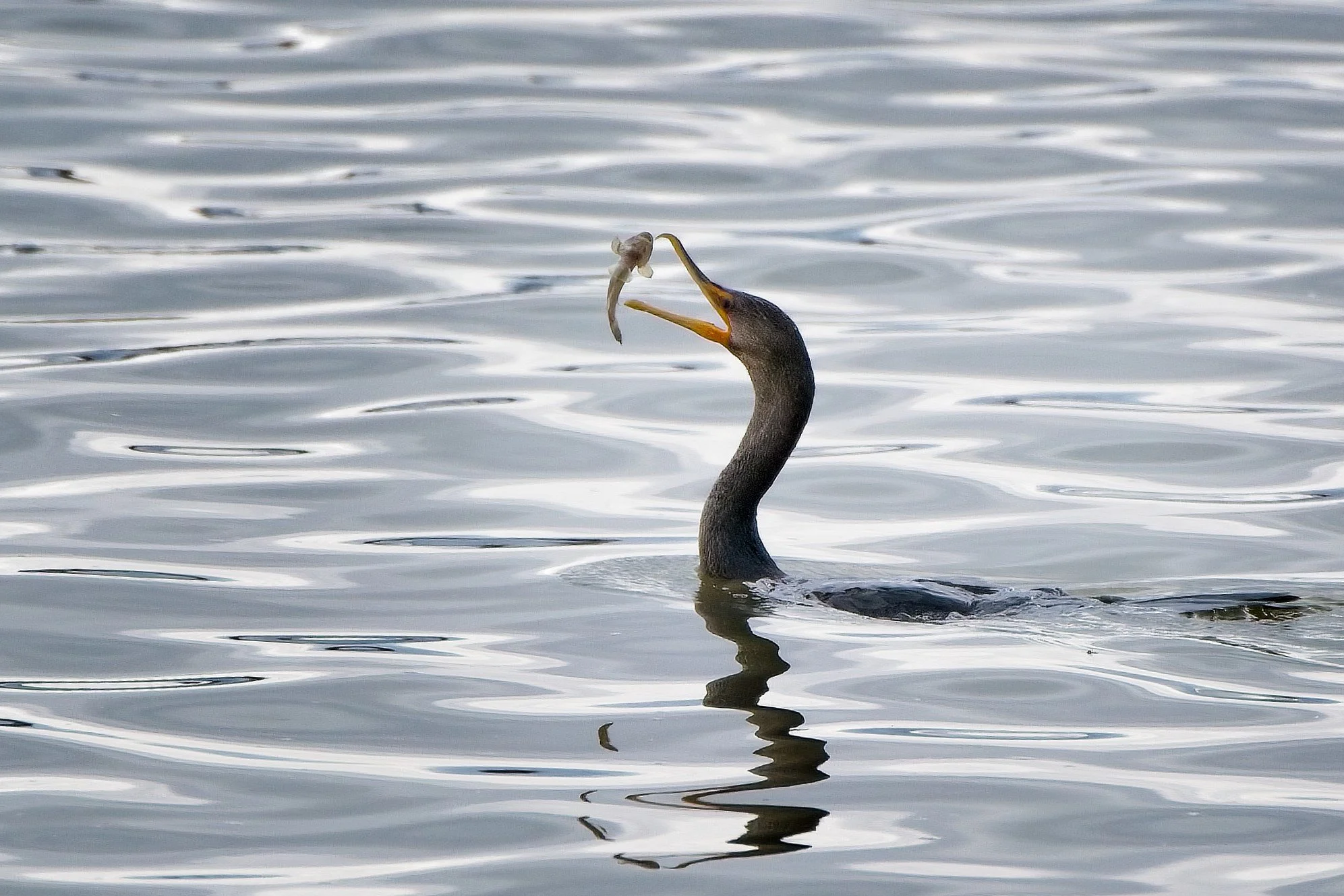 Double-crested Cormorant