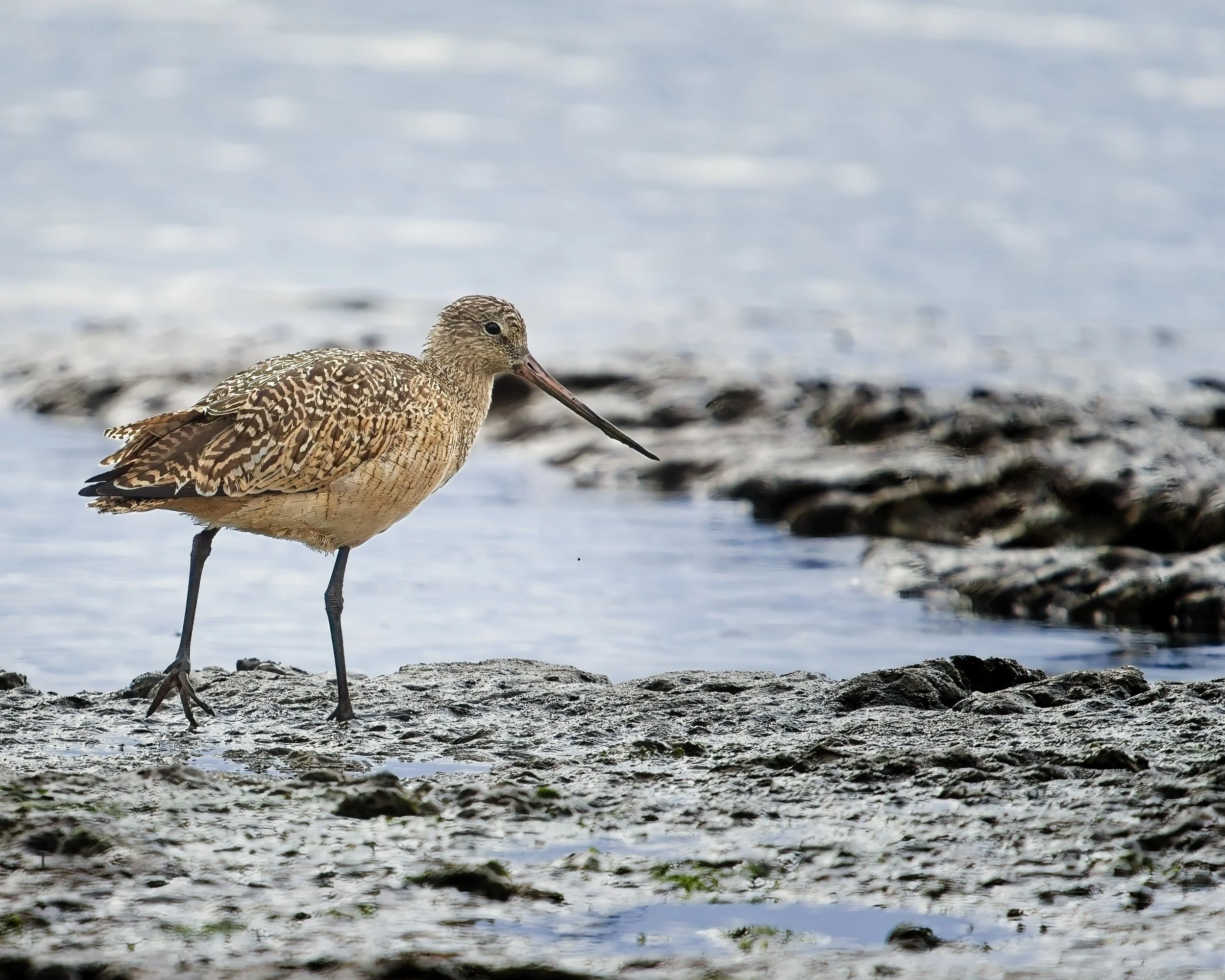 Marbled Godwit