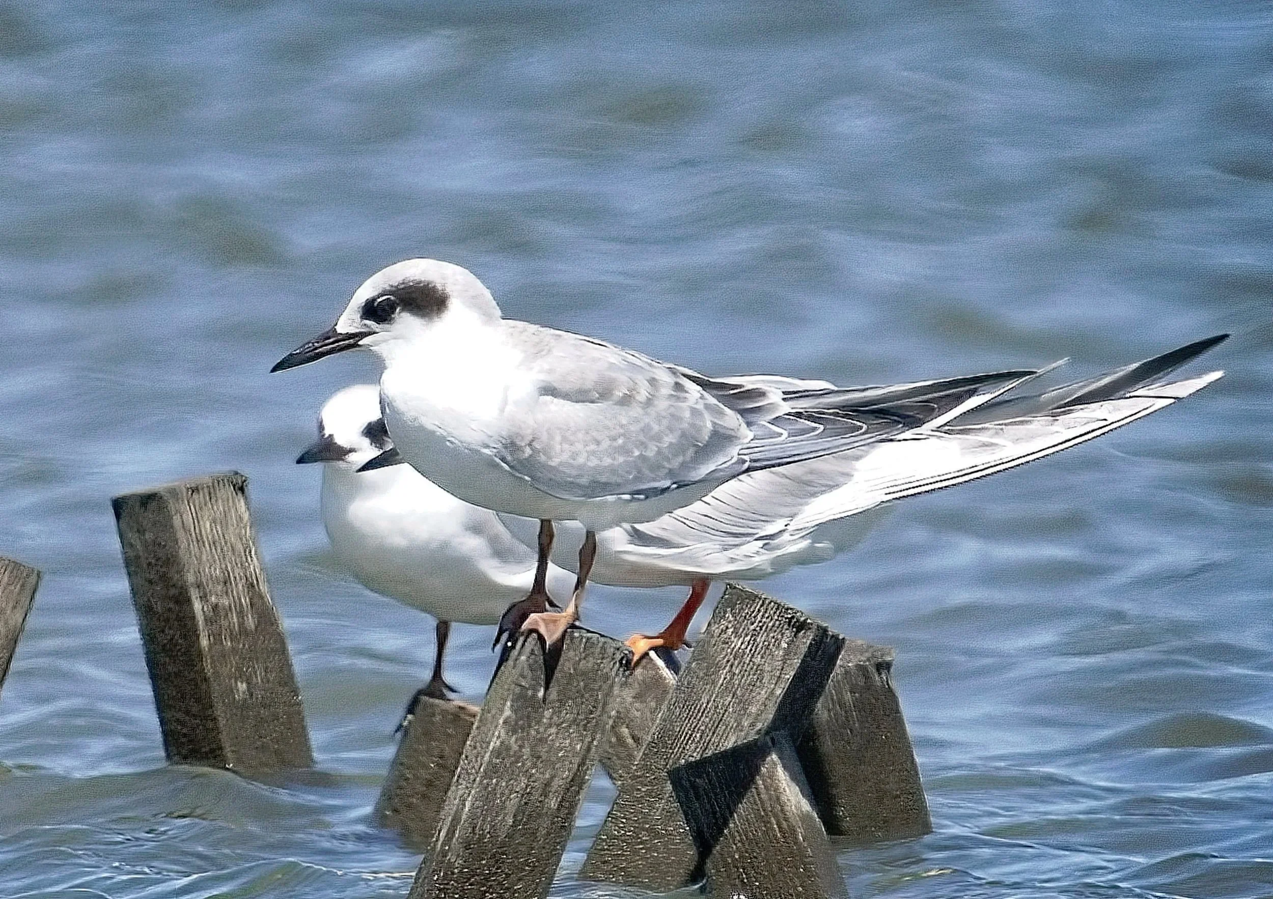 Forster's Tern