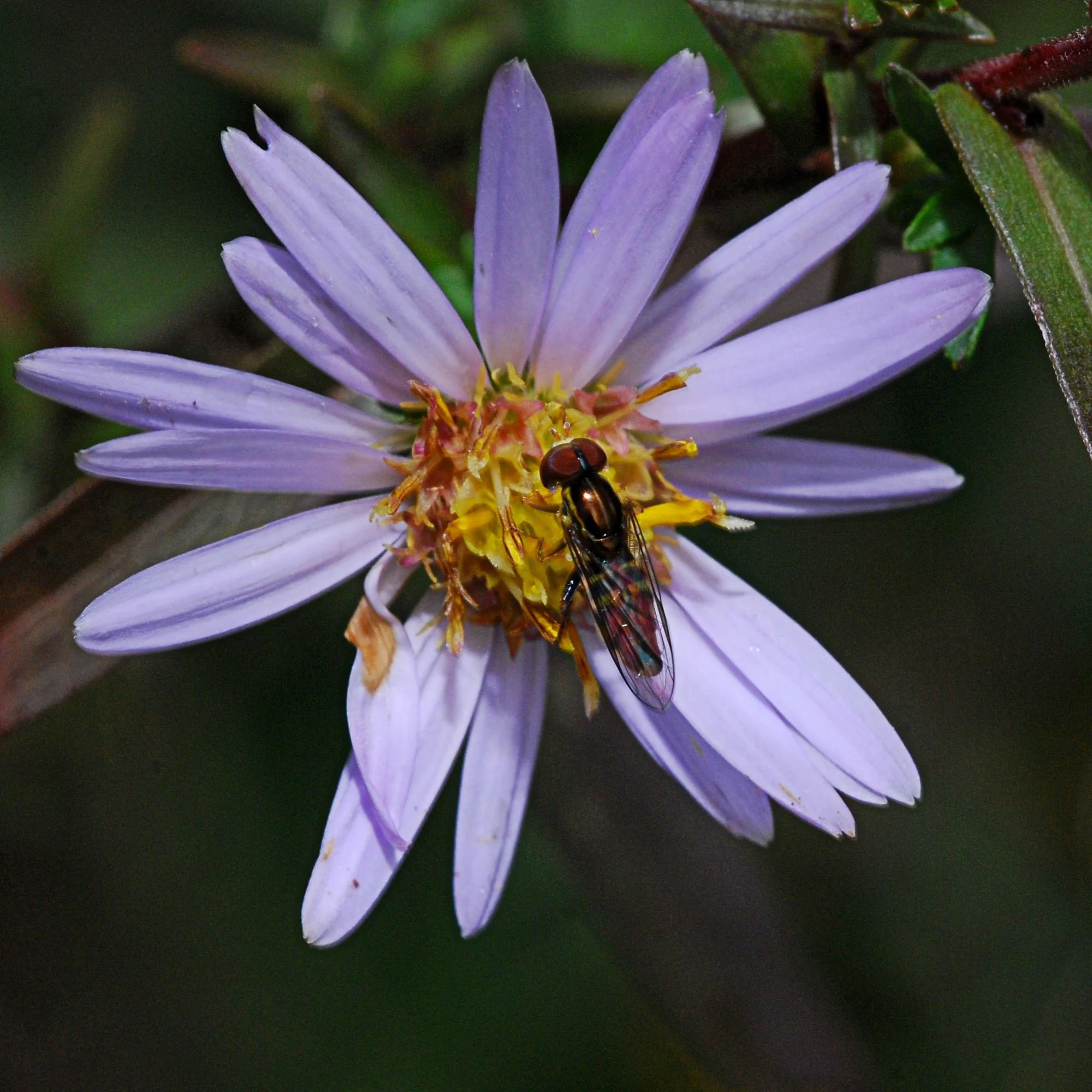 2009-01-25 EW IMG37243-CR4x4-LC-FR-SA+20-HPS70.jpg