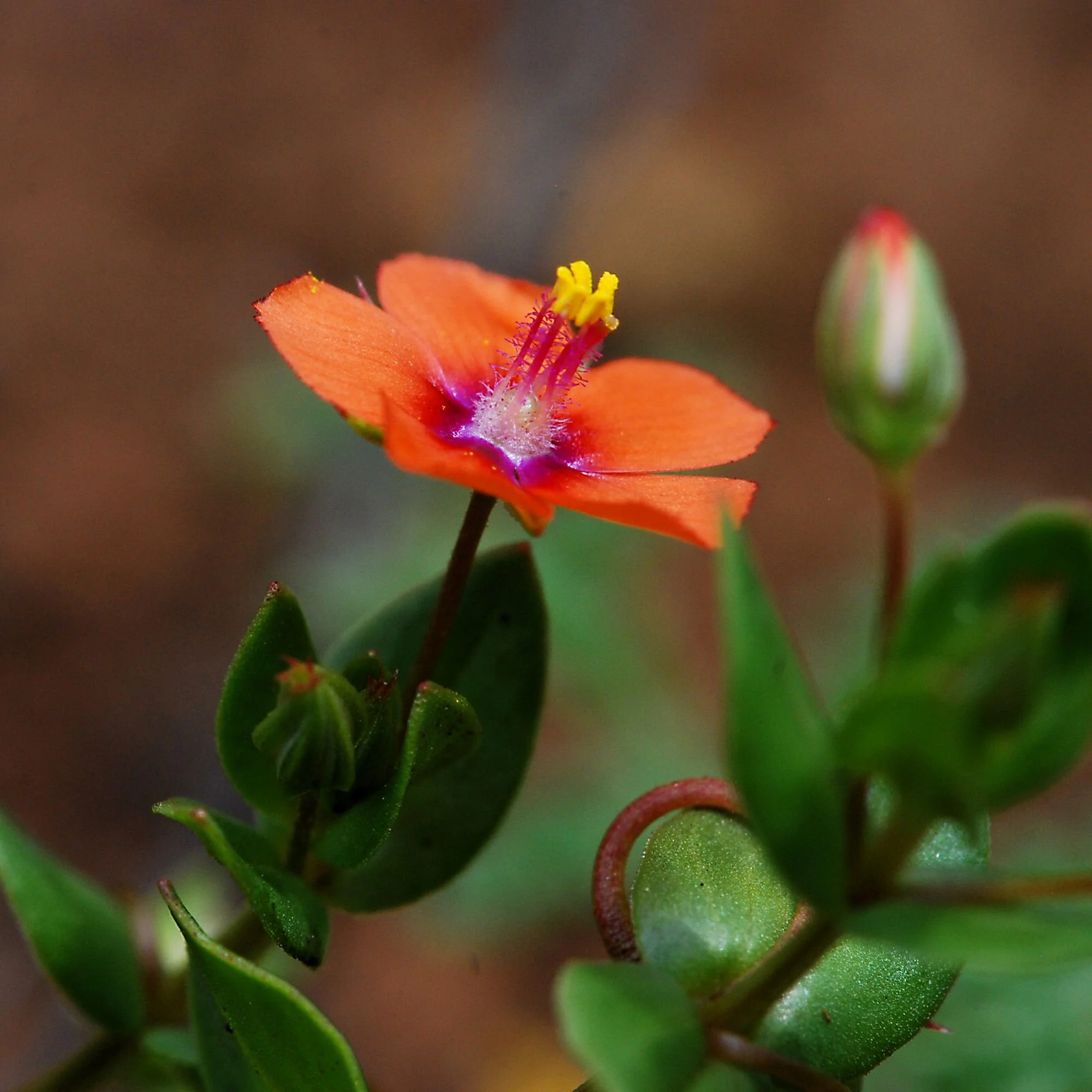 2007-04-25 EW IMG19571-CR4x4-LC-FR-SA+20-USM4-16.jpg