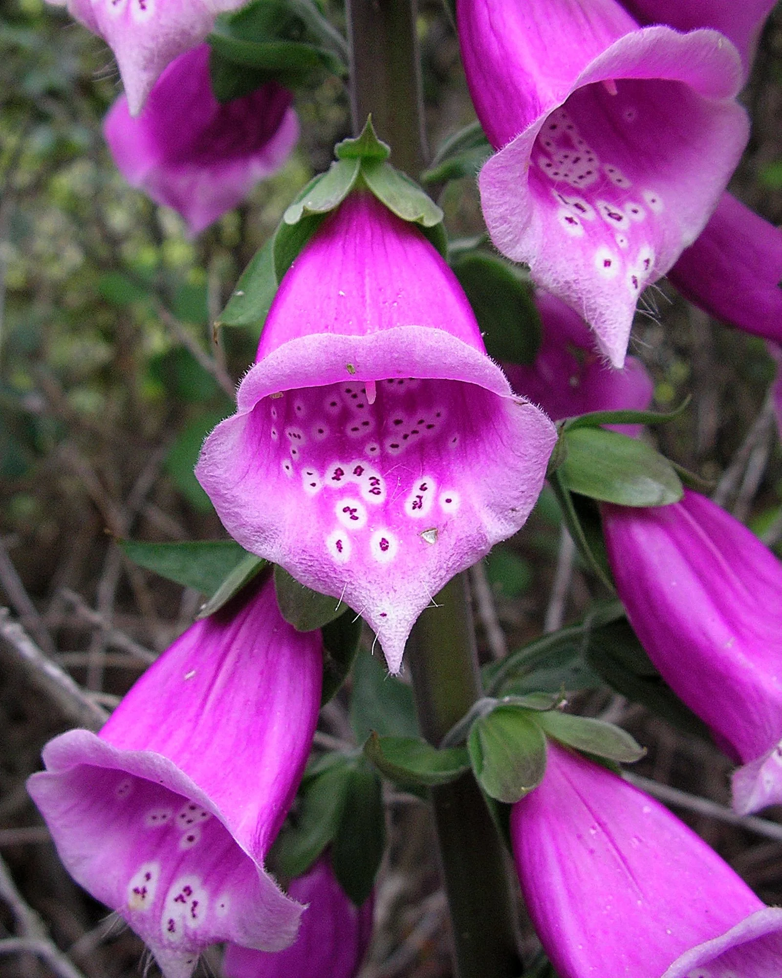 2006-05-04 EW IMG11410-CR4x5-LC-FR-SA+10-USM2-0.jpg