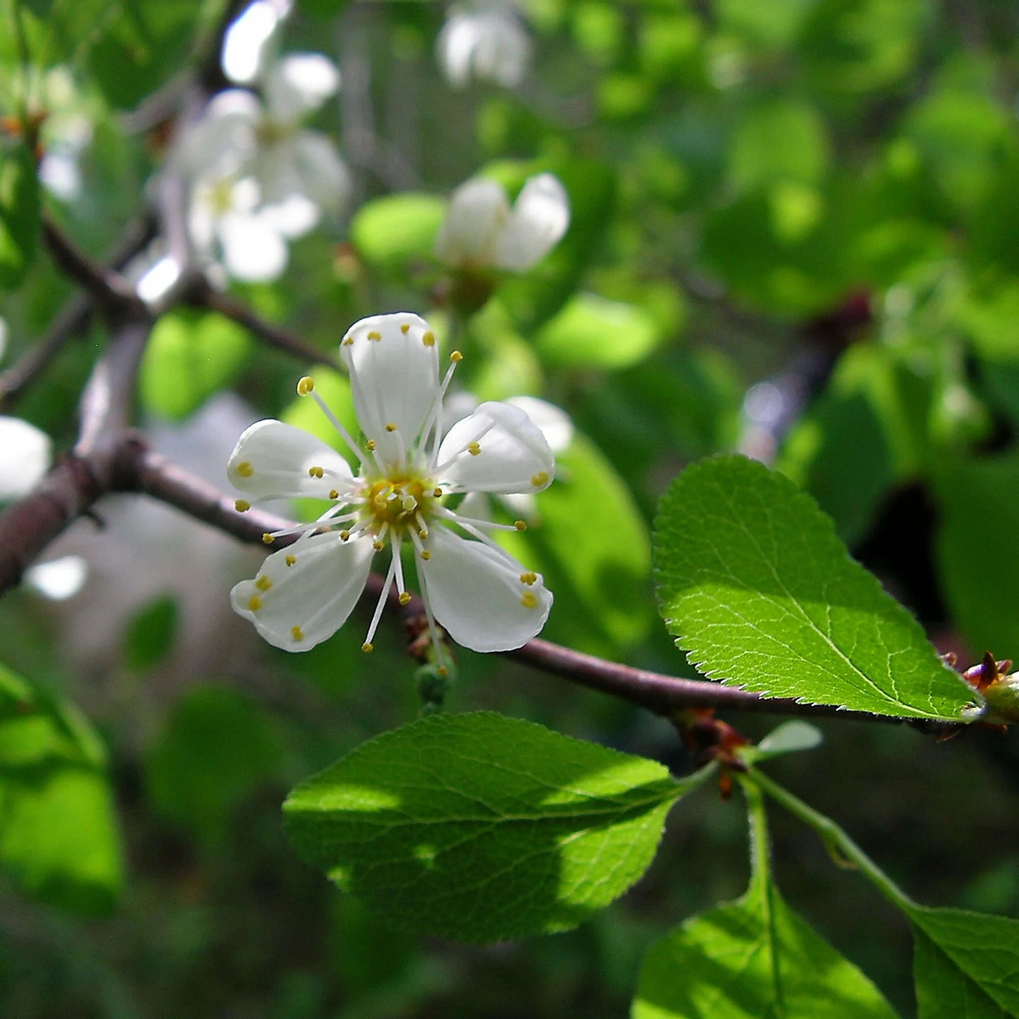 2007-03-22 EW IMG18421-CR4x4-LC-FR-SA+20-USM2-16.jpg