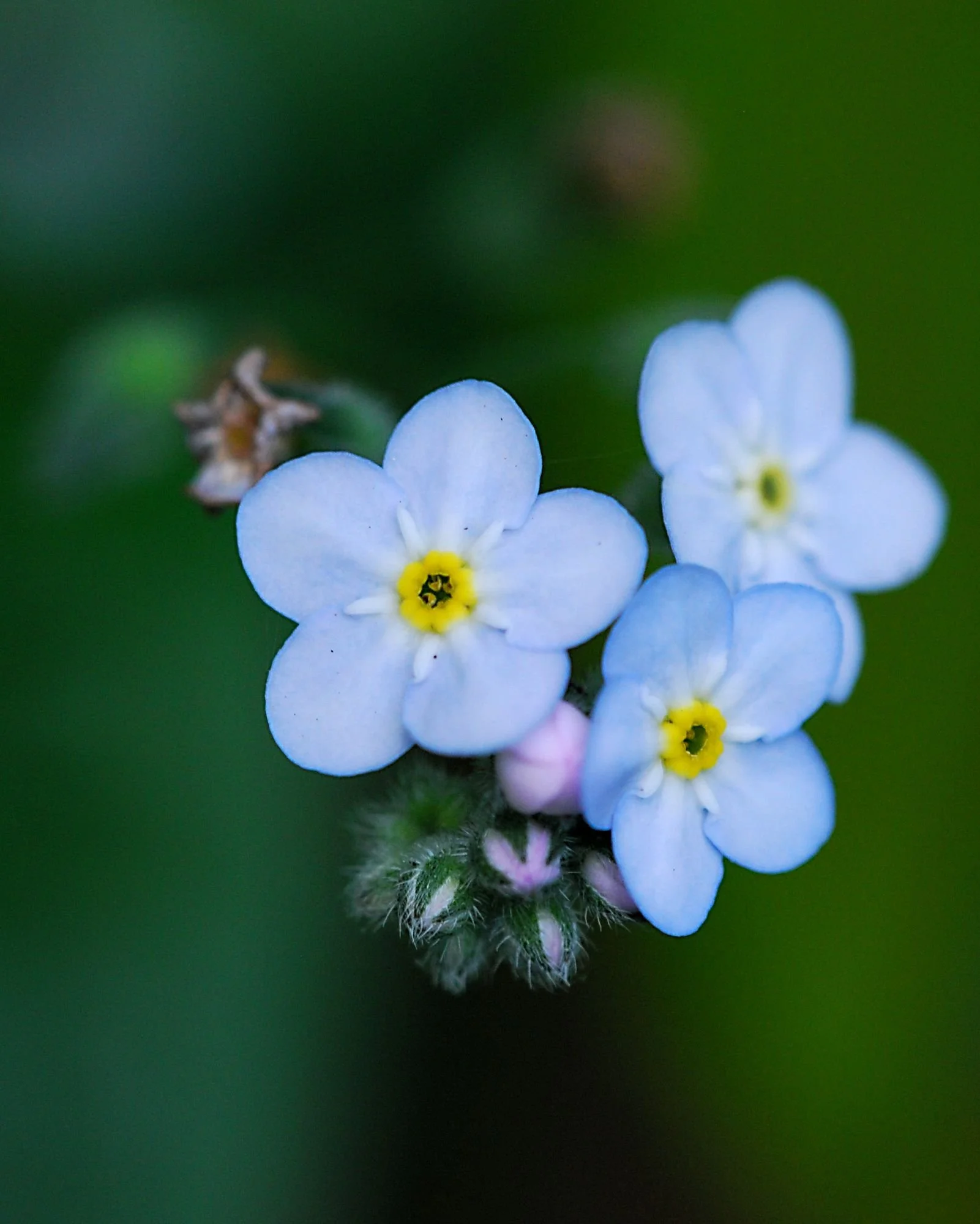 2007-05-15 EW IMG20455-CR4x4-LC-FR-SA+20-USM6-16-50%.jpg