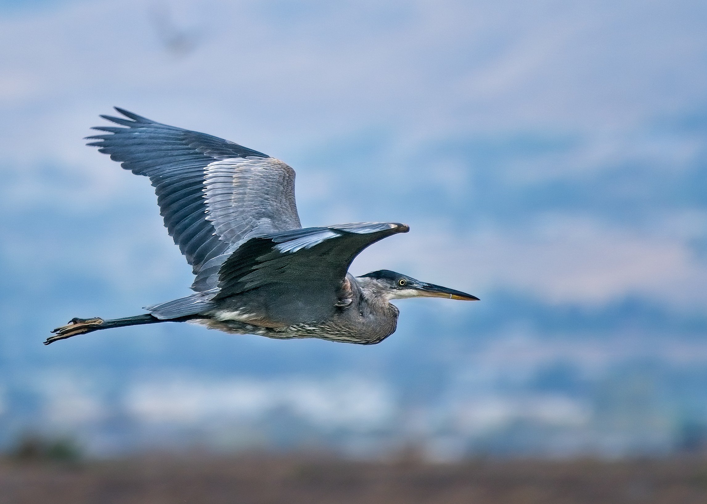 Great Blue Heron