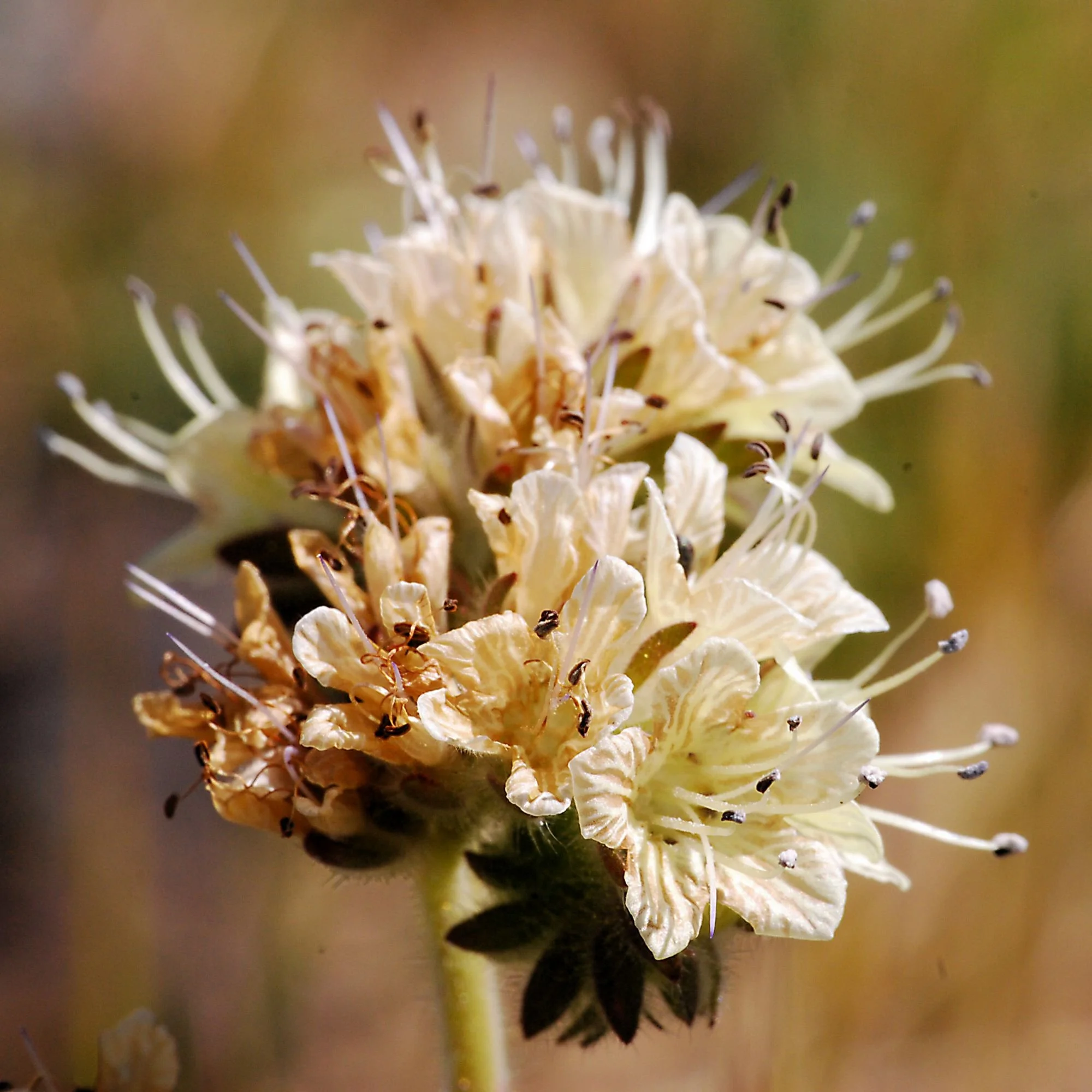 2007-03-23 EW IMG18436-CR4x4-LC-FR-SA+20-USM4-16.jpg