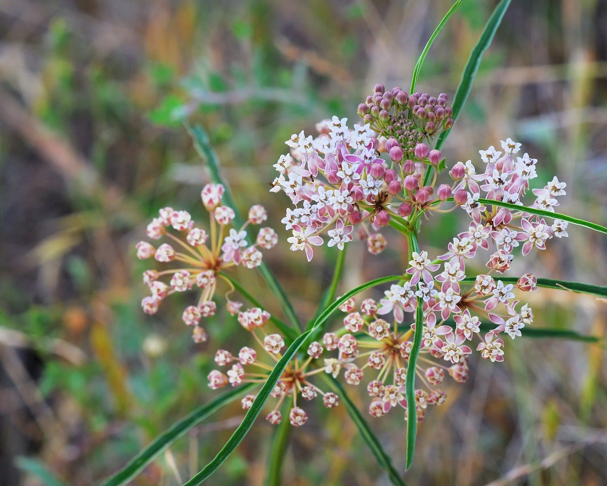 2007-05-30 EW IMG21195-CR4x6-LC-MT40-FR-SA+20-USM1-4-100%.jpg