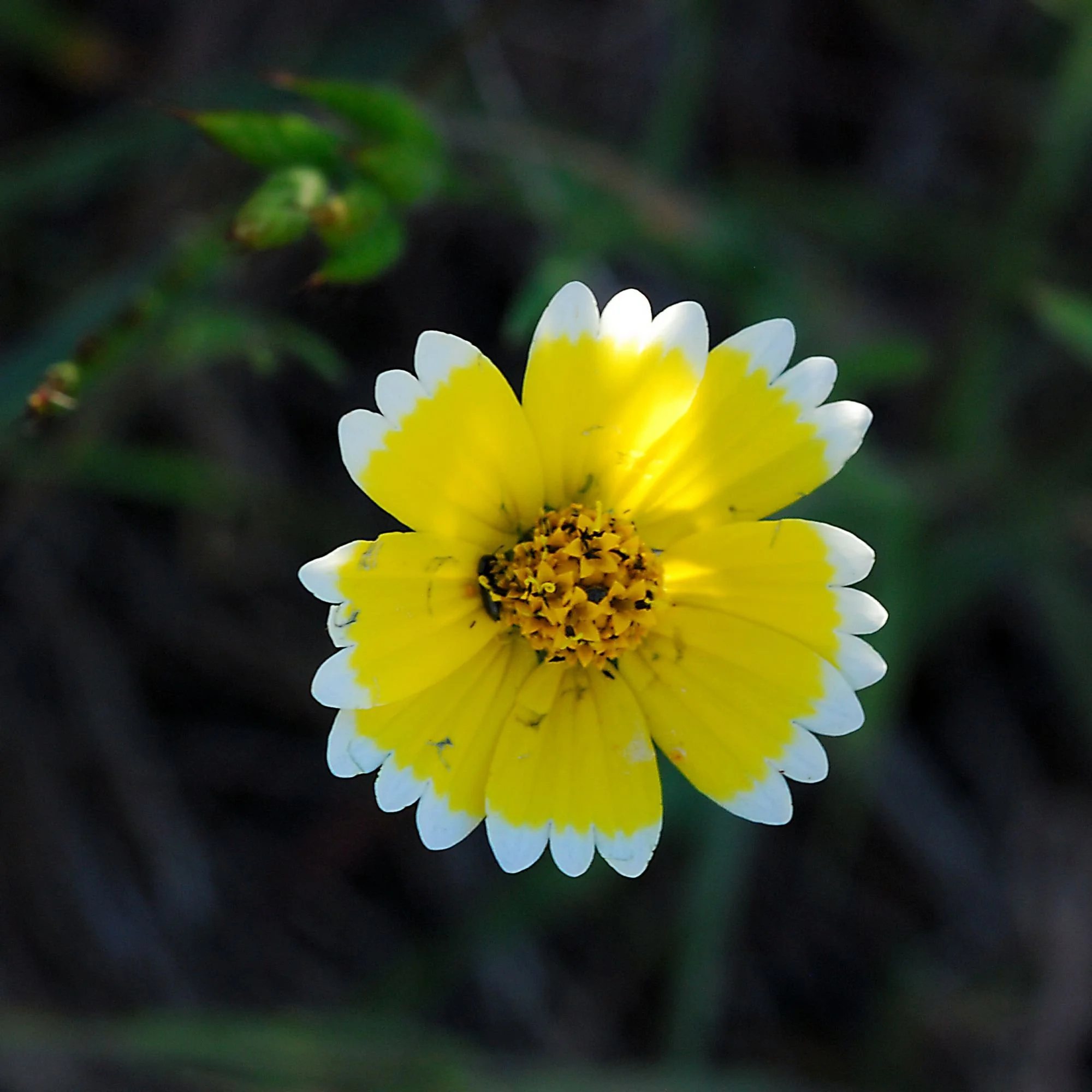 2007-04-24 EW IMG19492-CR4x4-LC-FR-SA+20-USM4-16.jpg