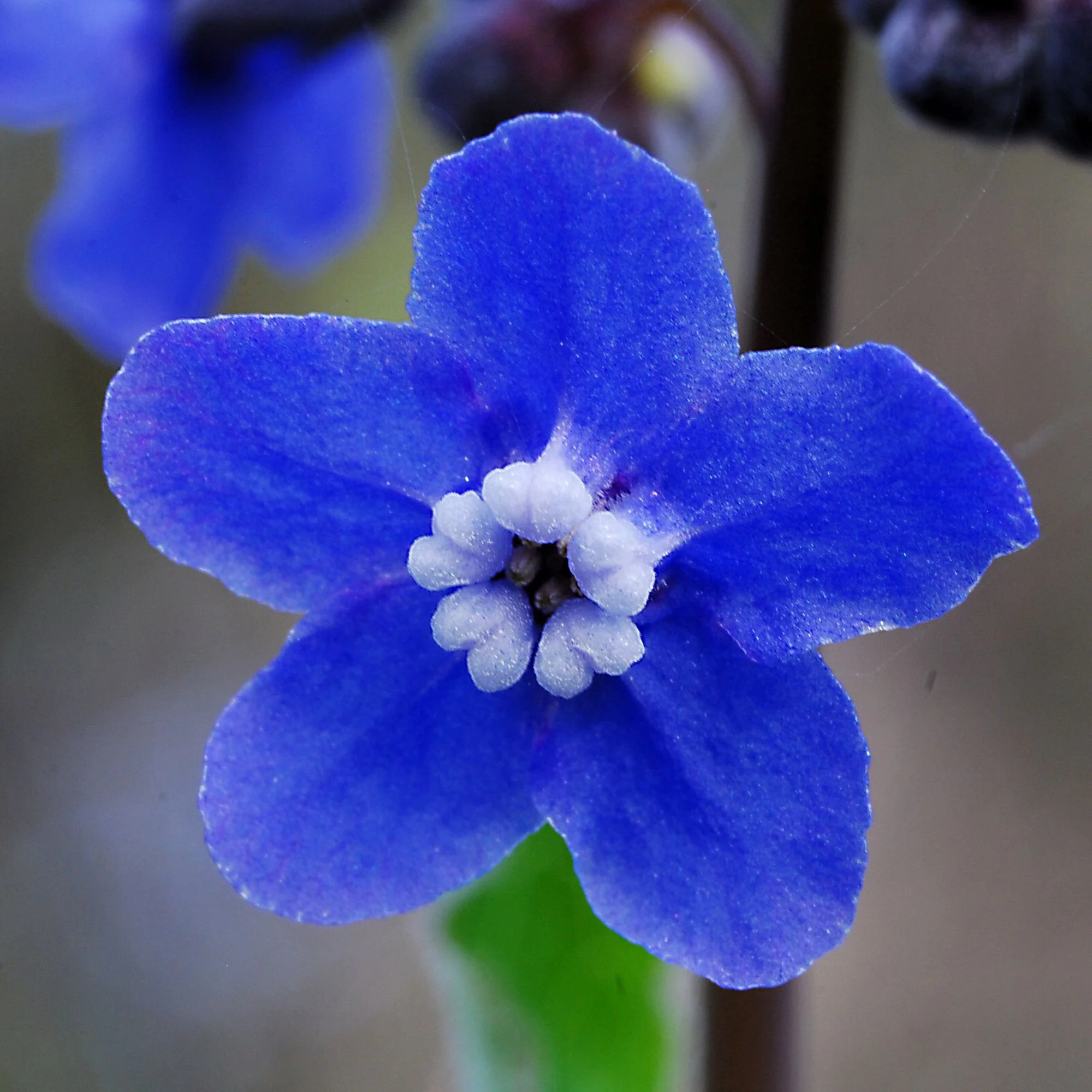 2007-02-03 EW IMG17225-CR4x4-LC-FR-SA+20-USM6-16.jpg