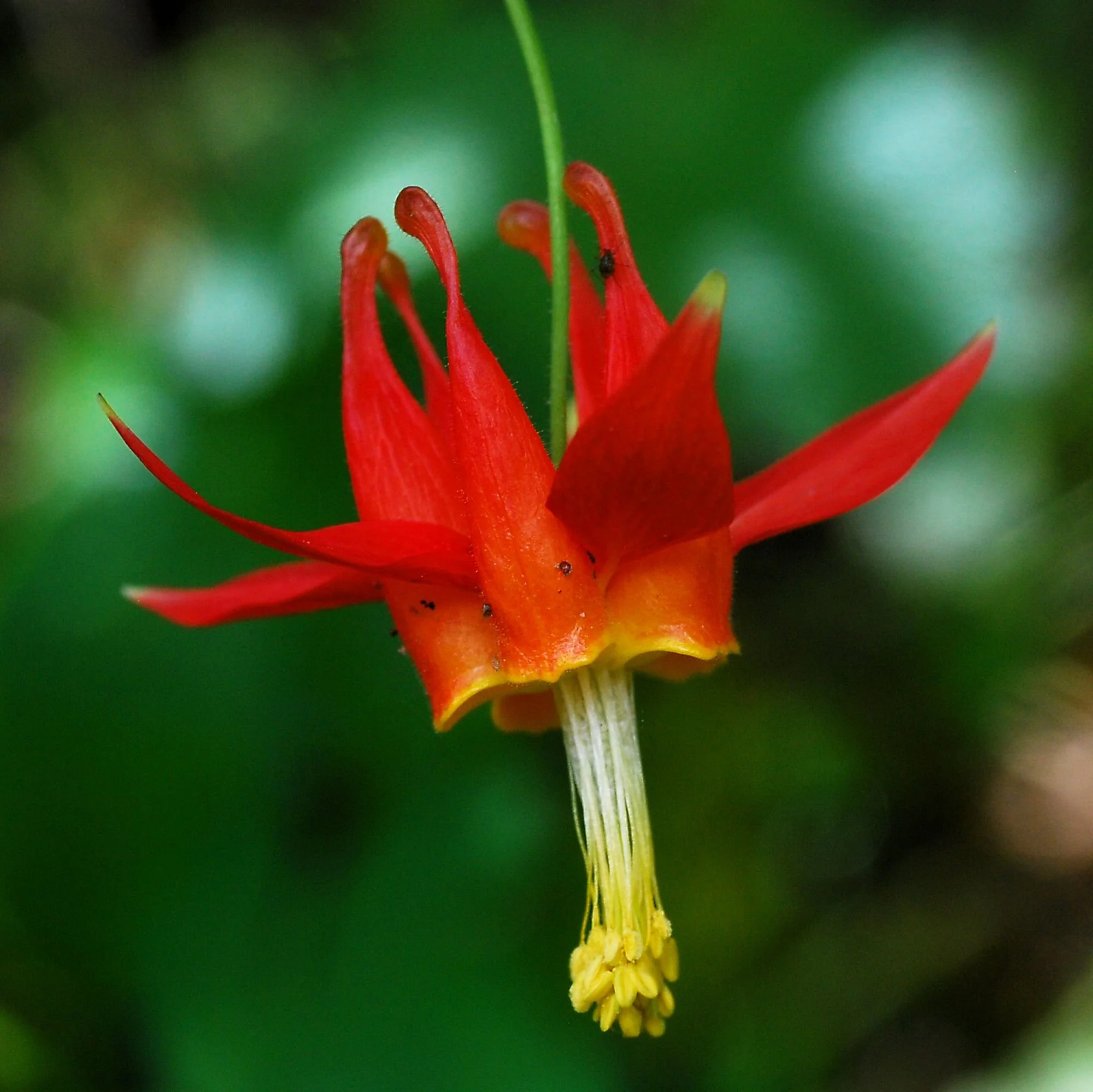 2007-04-20 EW IMG19198-CR4x4-LC-FR-SA+20-USM2-16.jpg