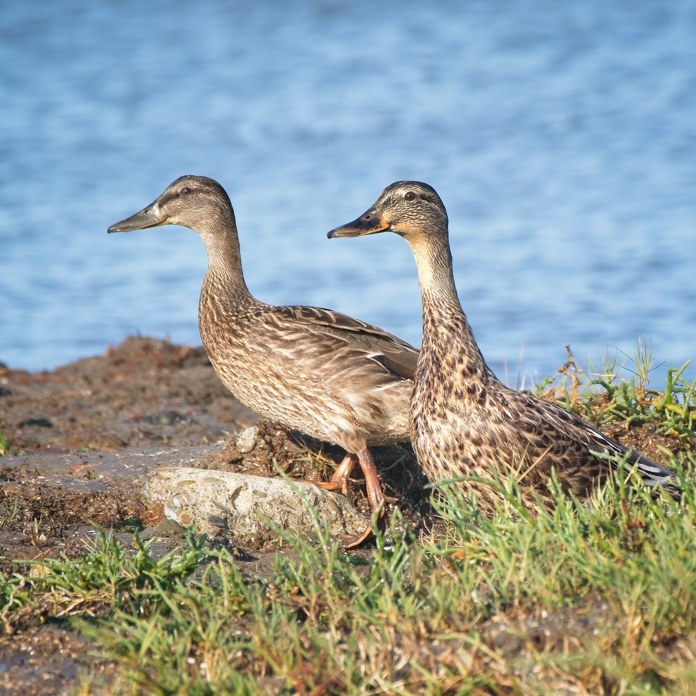 2022-07-17 CY IM129393-NN-ED.jpg