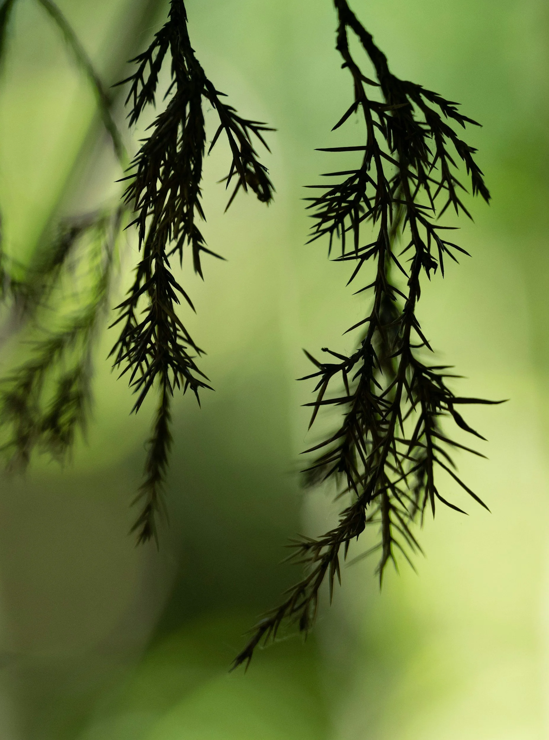 Evergreen Medical-Legal Consulting