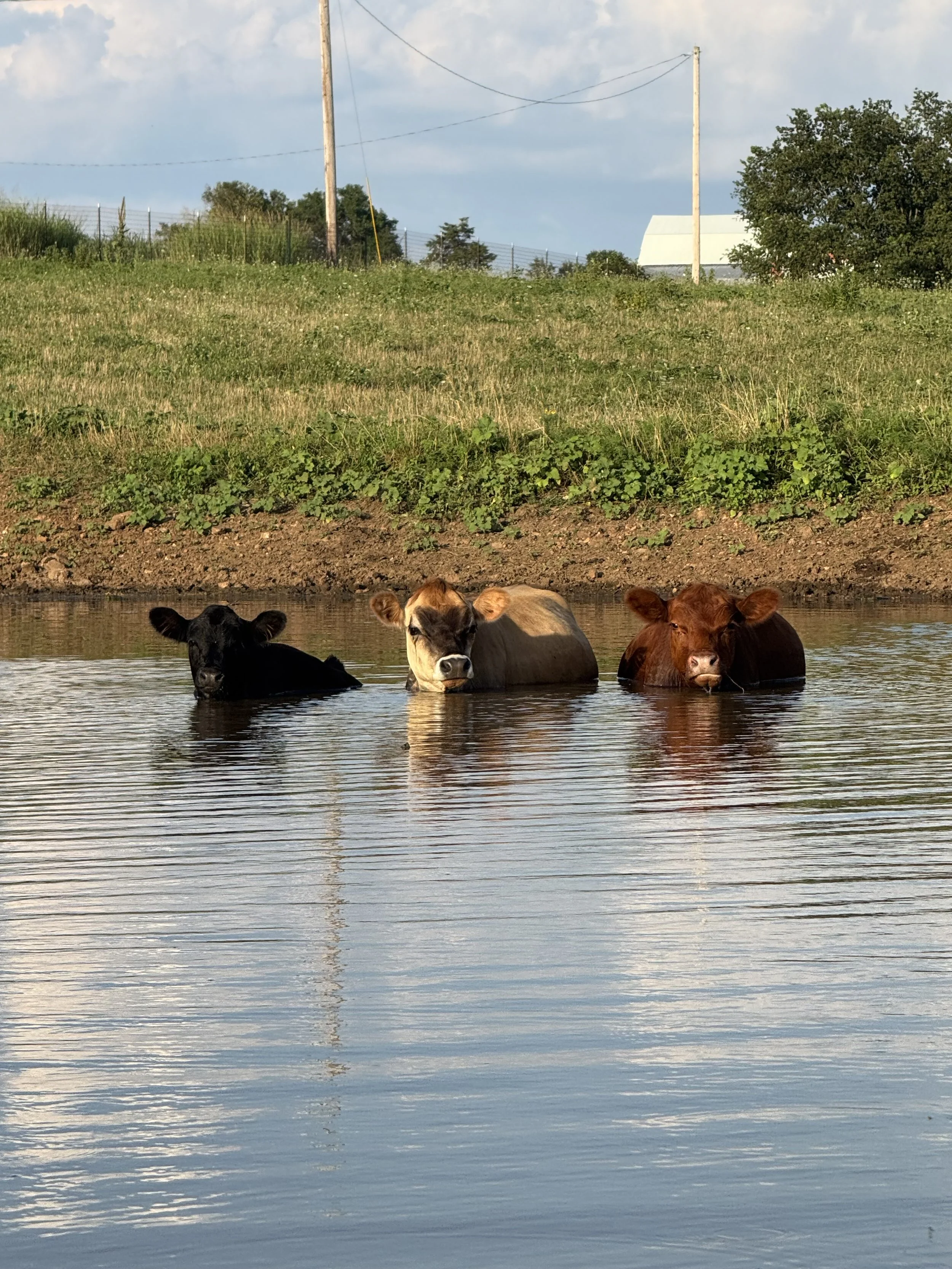 Bruno, Hazel & Ahmad enjoying the summer days.