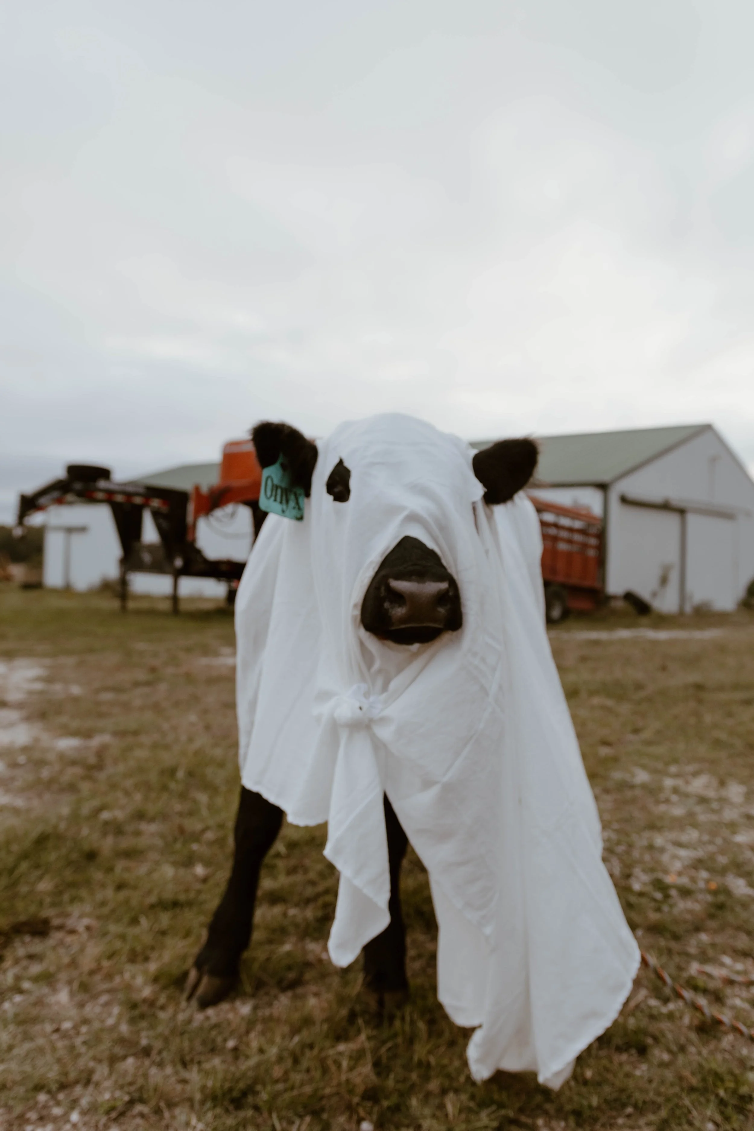 Onyx the friendly ghost.