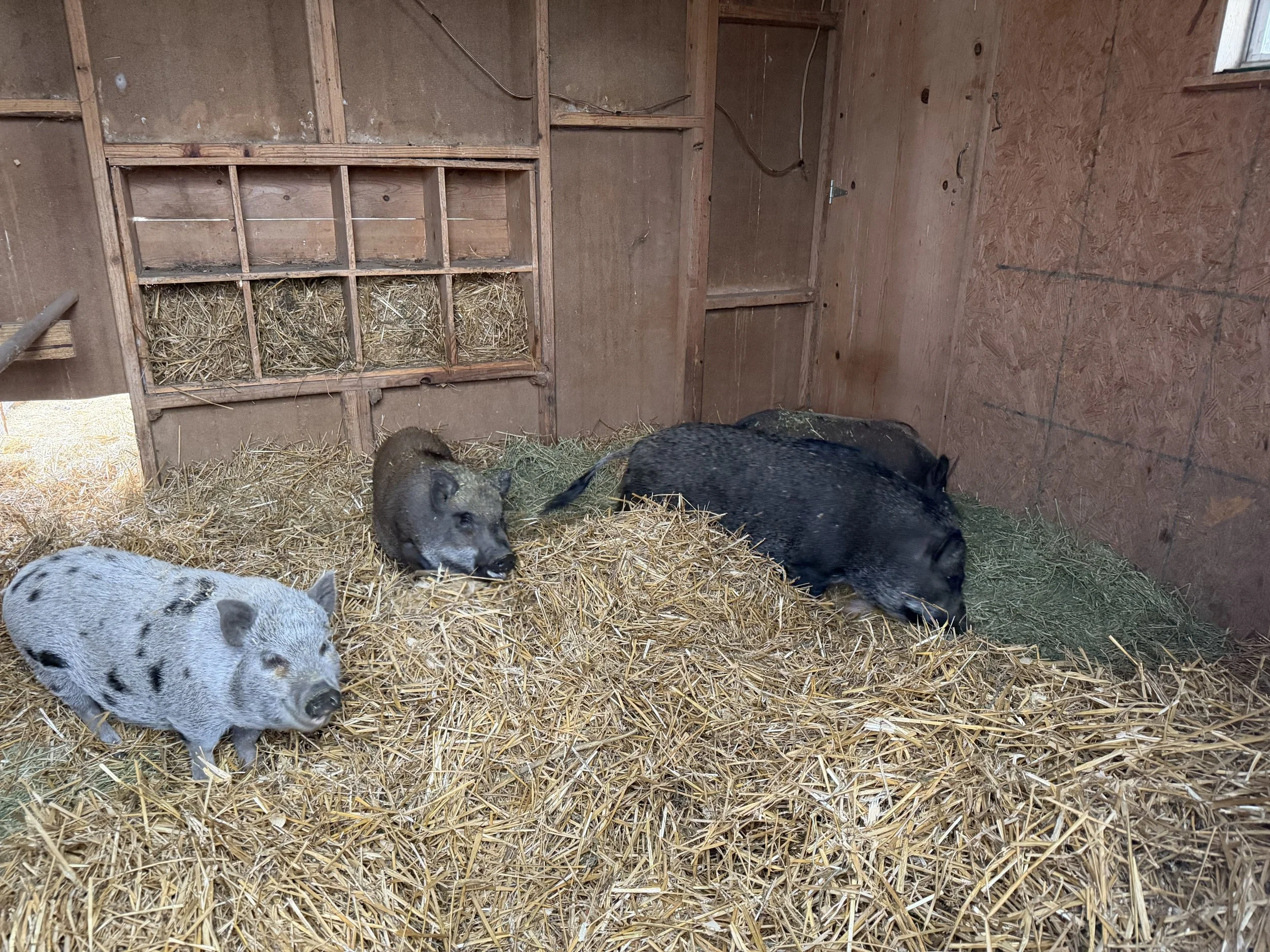 The girls. Mocha, Ann, Runi, Gammie.