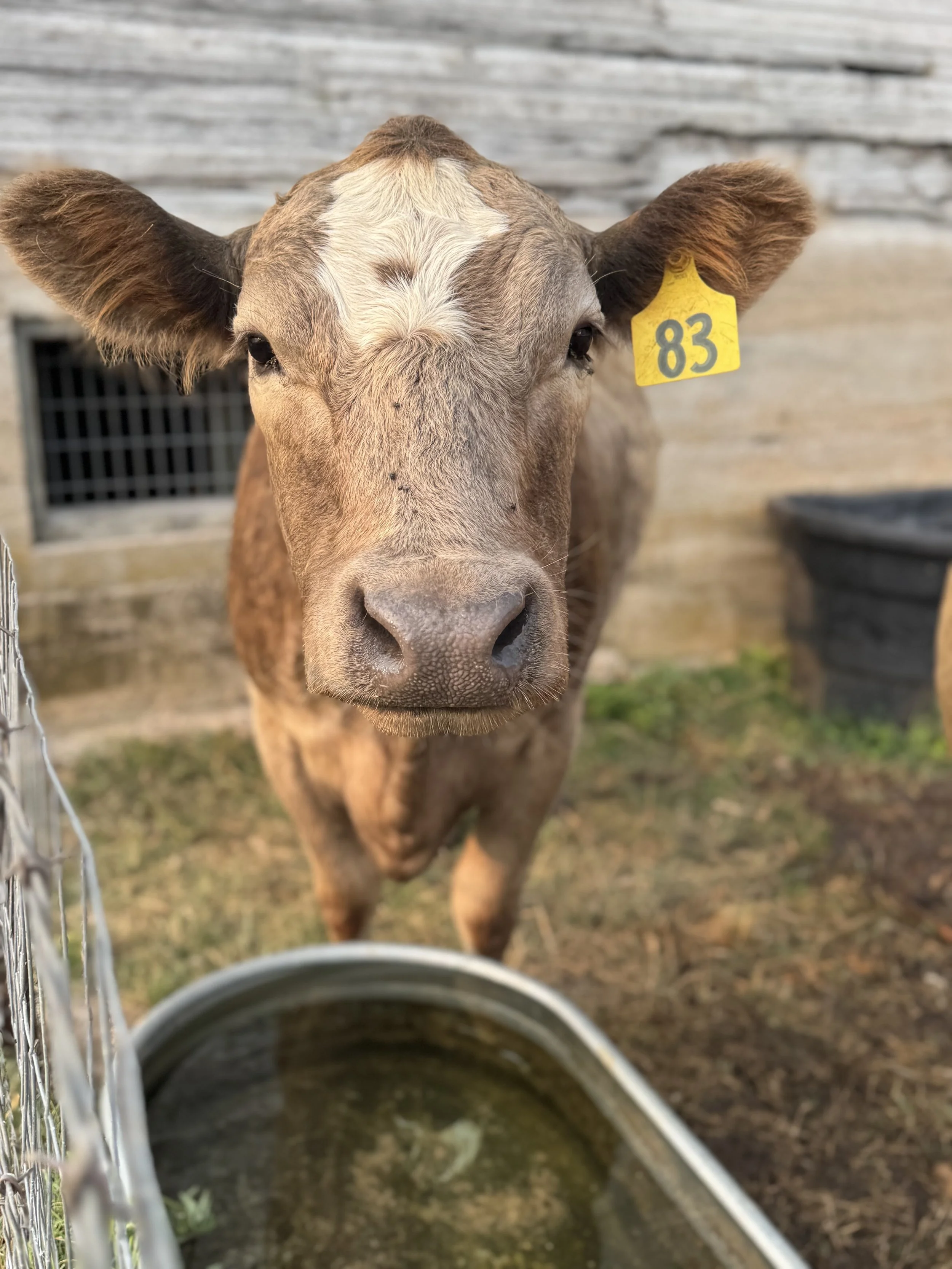 Bubbles, my first cow when I moved here.