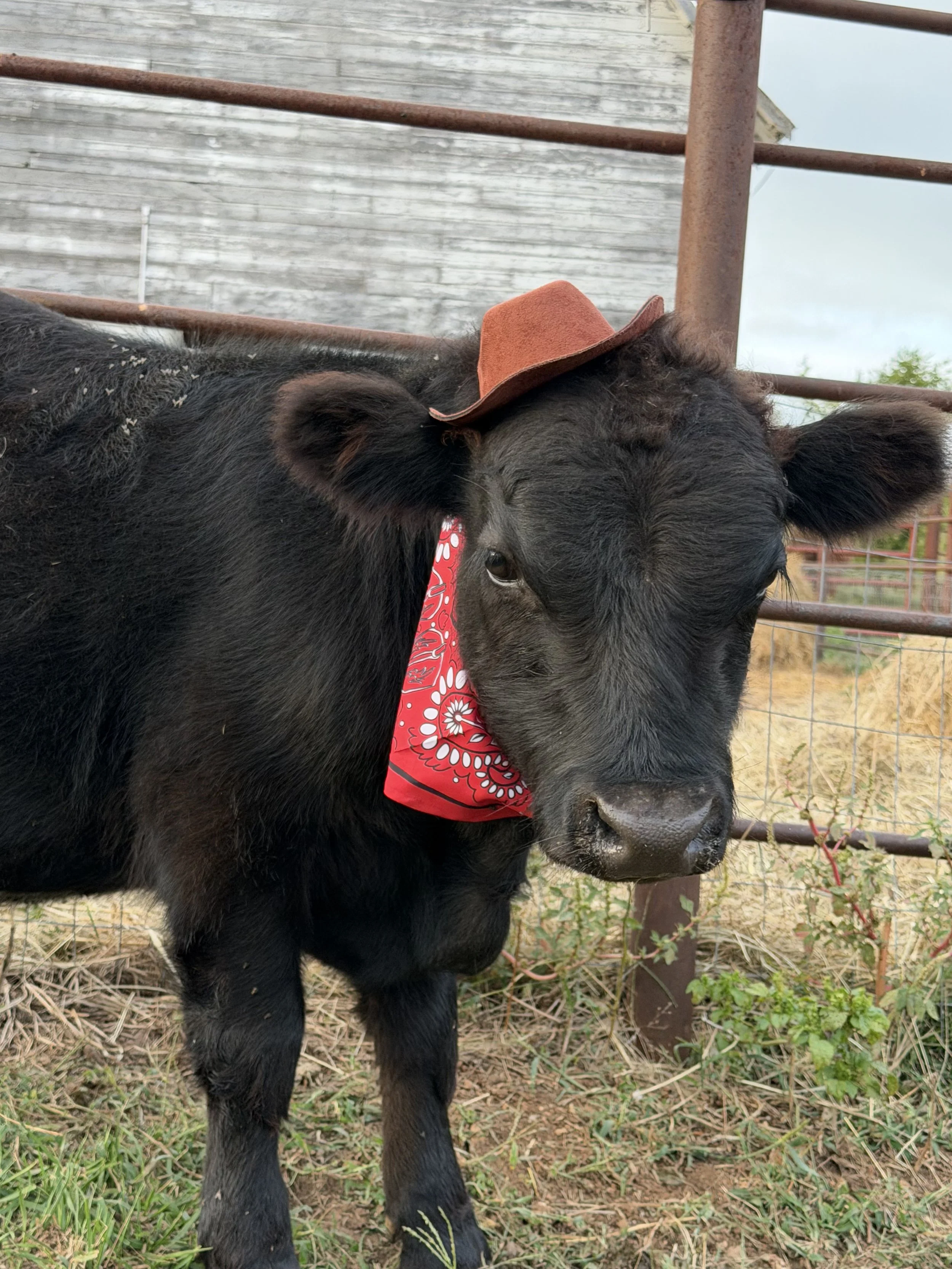 Beau Beau the cowboy!