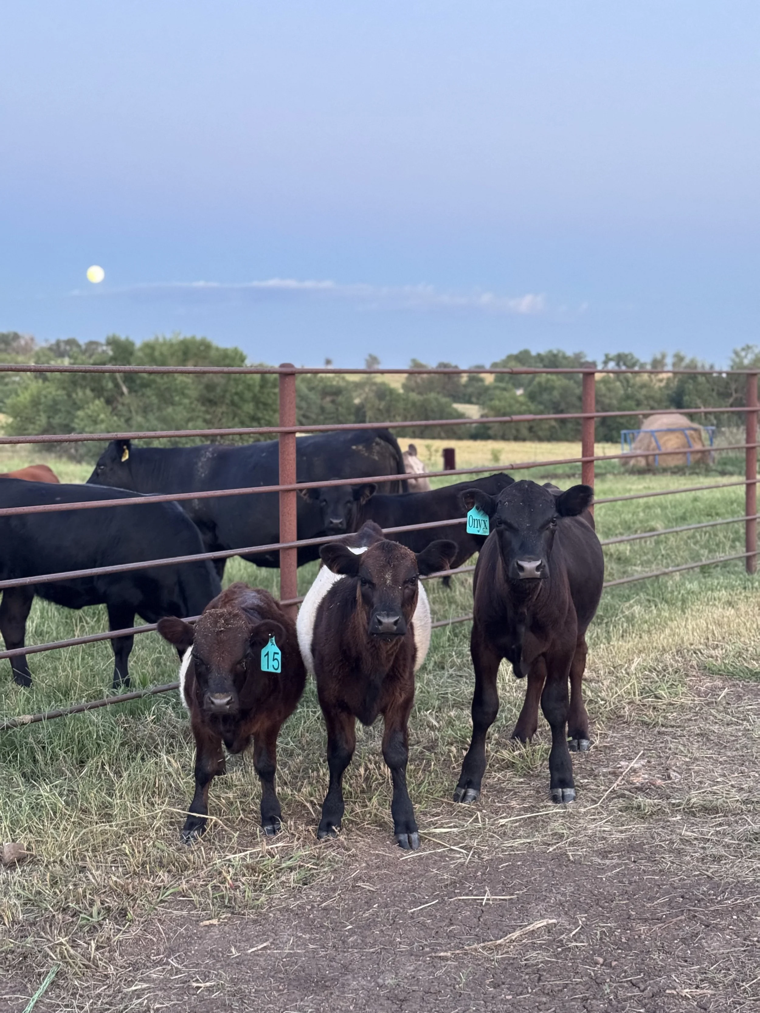 Beau, Bella and Onyx. 