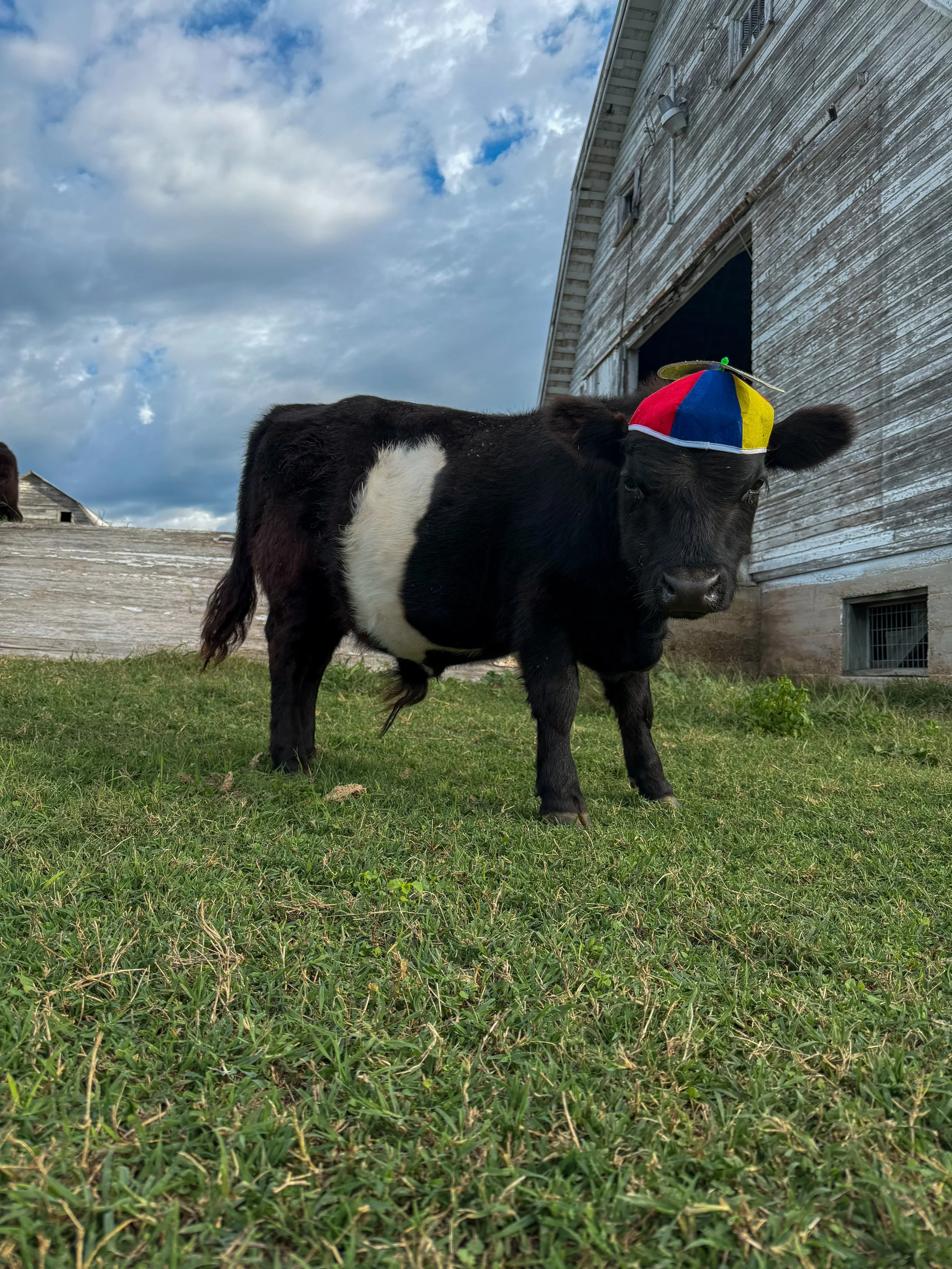 Beau enjoys dressing up.