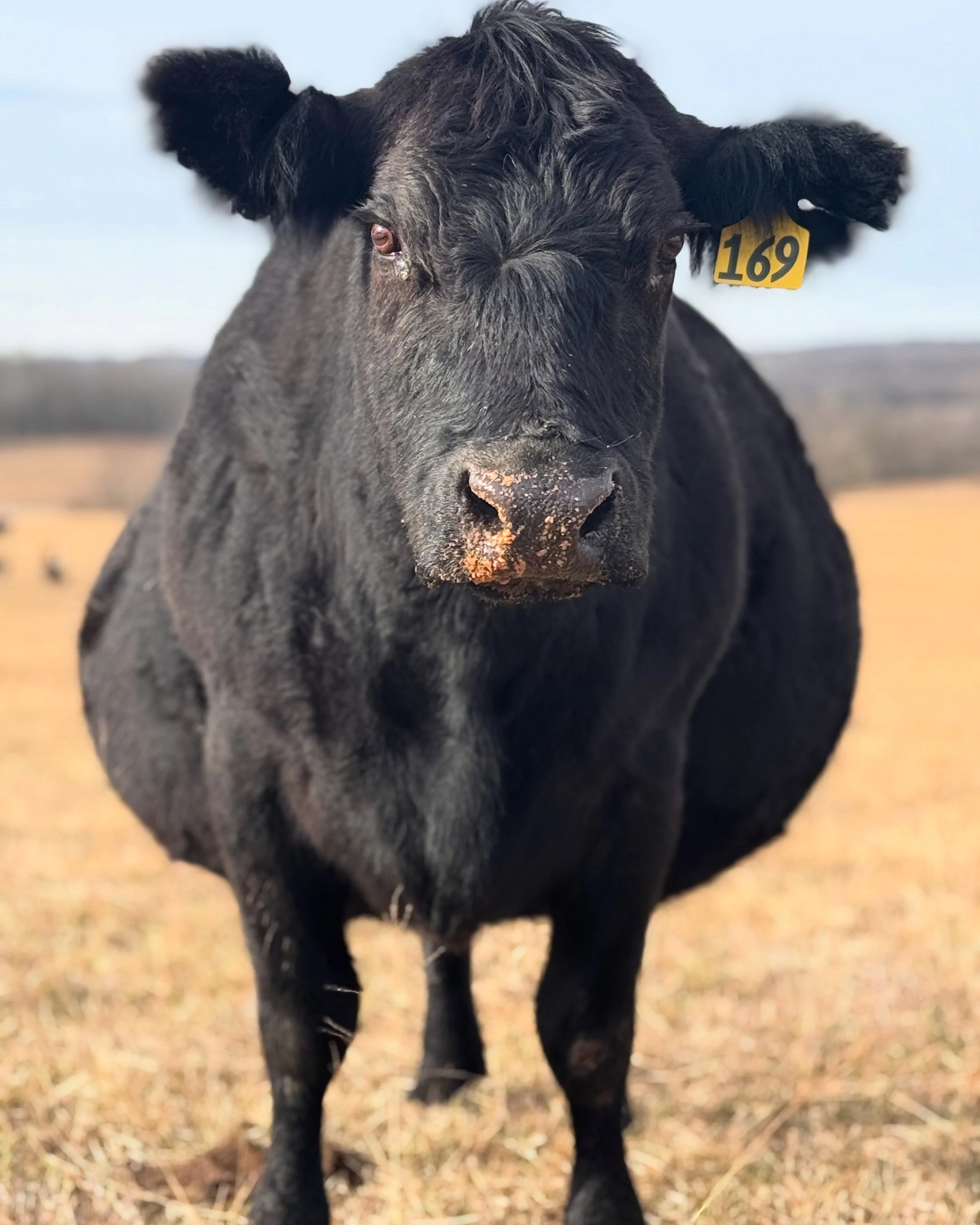 big b, the main lady of the herd 