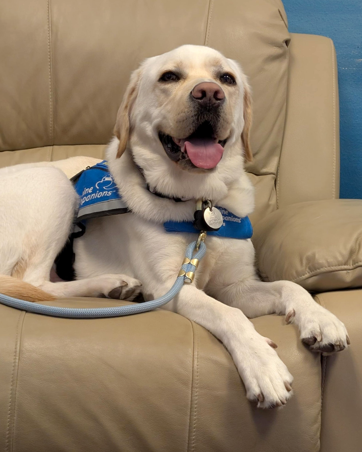 A happy service dog, a Labrador Retriever, sitting on a beige leather couch with legs stretched out in front. The dog is wearing a blue vest labeled 'Canine Companions' and has a black collar with a round ID tag.